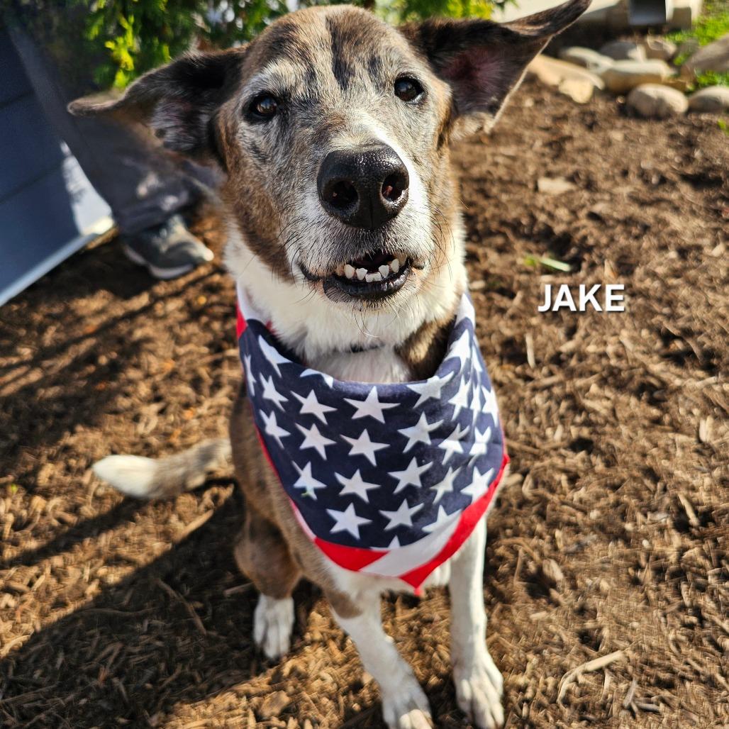 Enlarge Jake, a Adoptable mixed breed in Madisonville, TN image 1/4