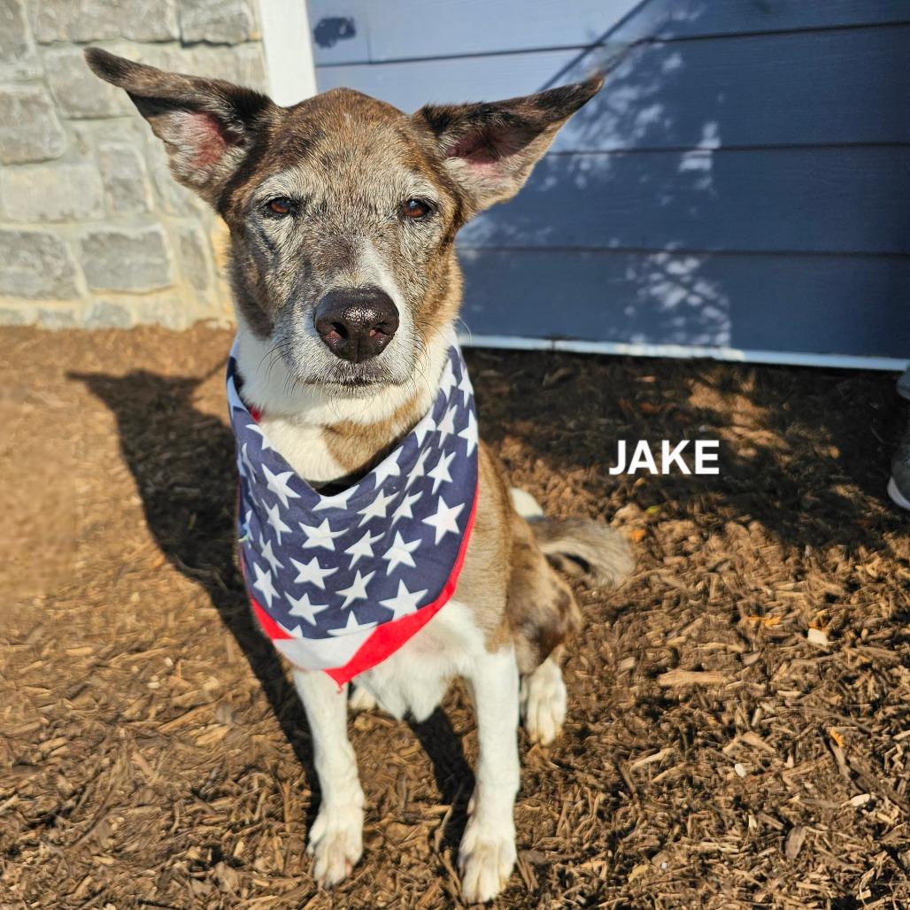 Enlarge Jake, a Adoptable mixed breed in Madisonville, TN image 4/4