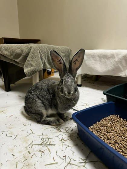 Honeybun (74), Adoptable, Baby Female Flemish Giant.