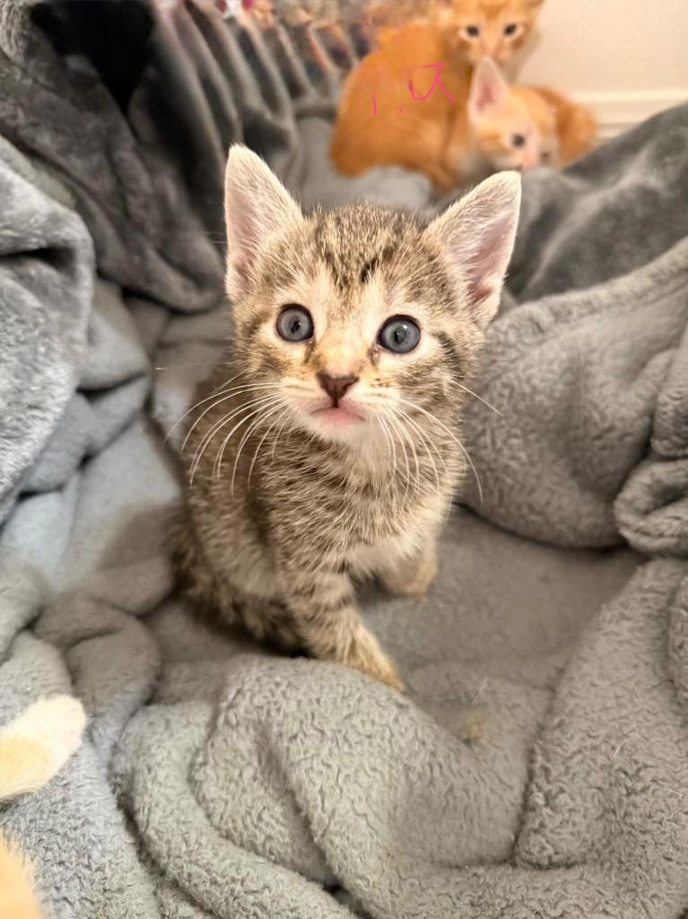 Stella, Adoptable, Kitten Female Domestic Short Hair.