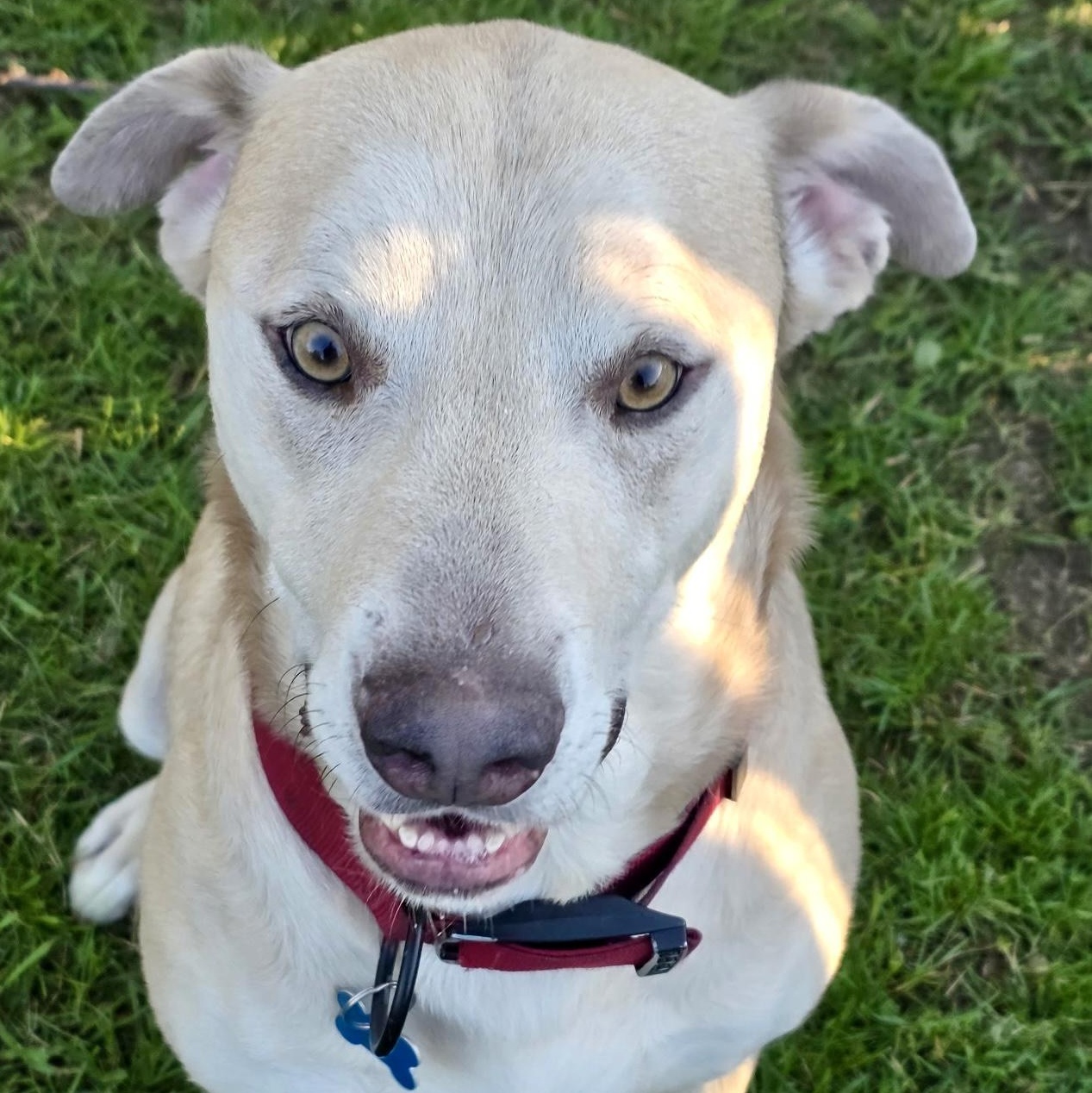 Maxxy, ADOPTABLE, Adult Male Labrador Retriever & Husky.