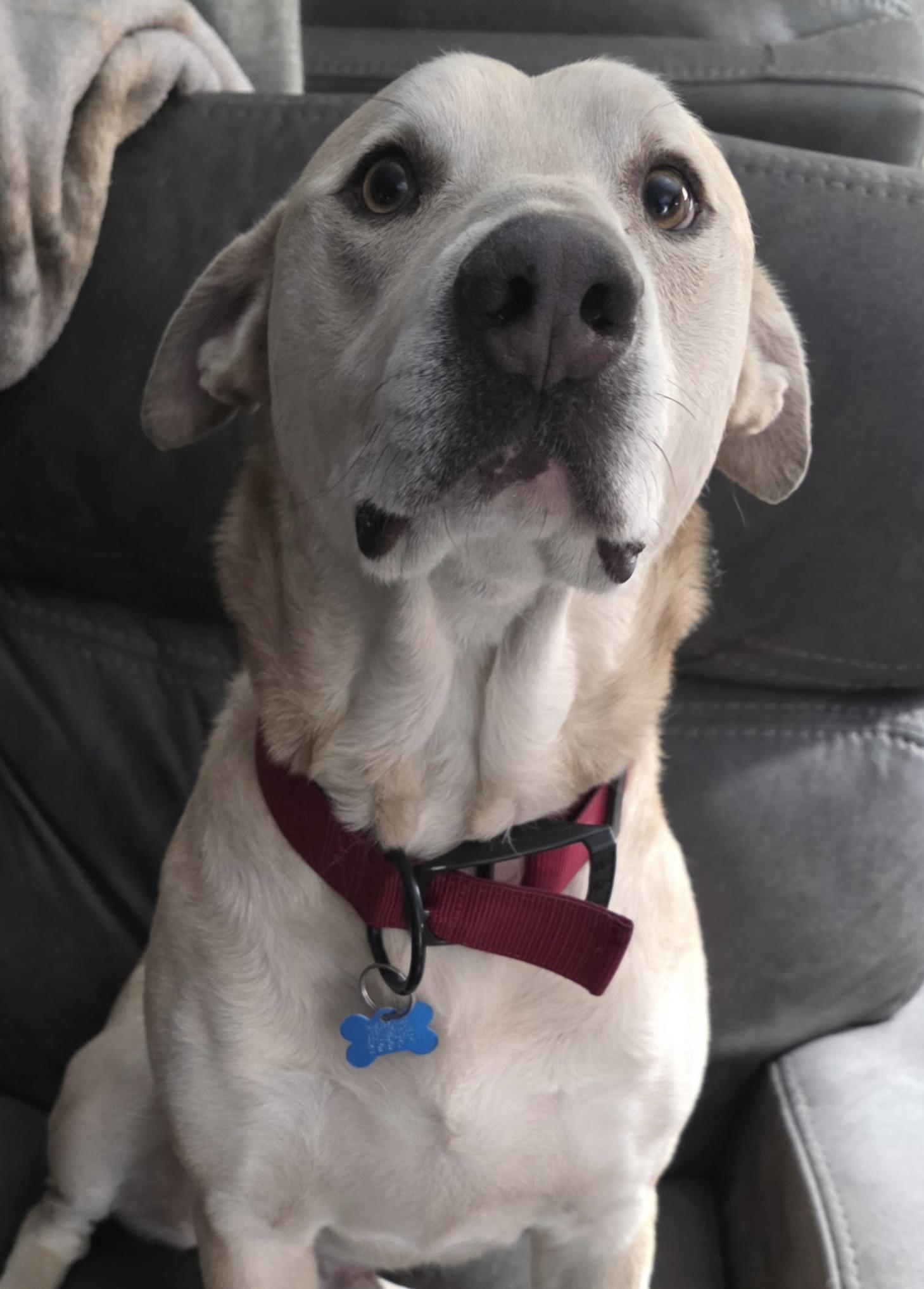Maxxy, ADOPTABLE, Adult Male Labrador Retriever & Husky.