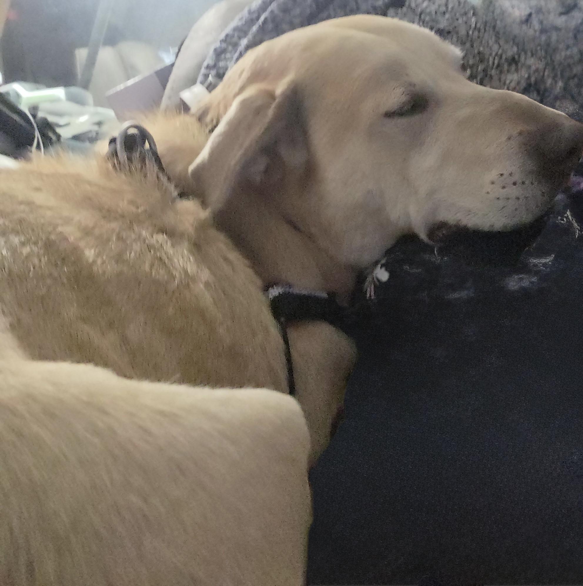 Enlarge Maxxy, a ADOPTABLE mixed breed in Coldwater, MI image 2/3