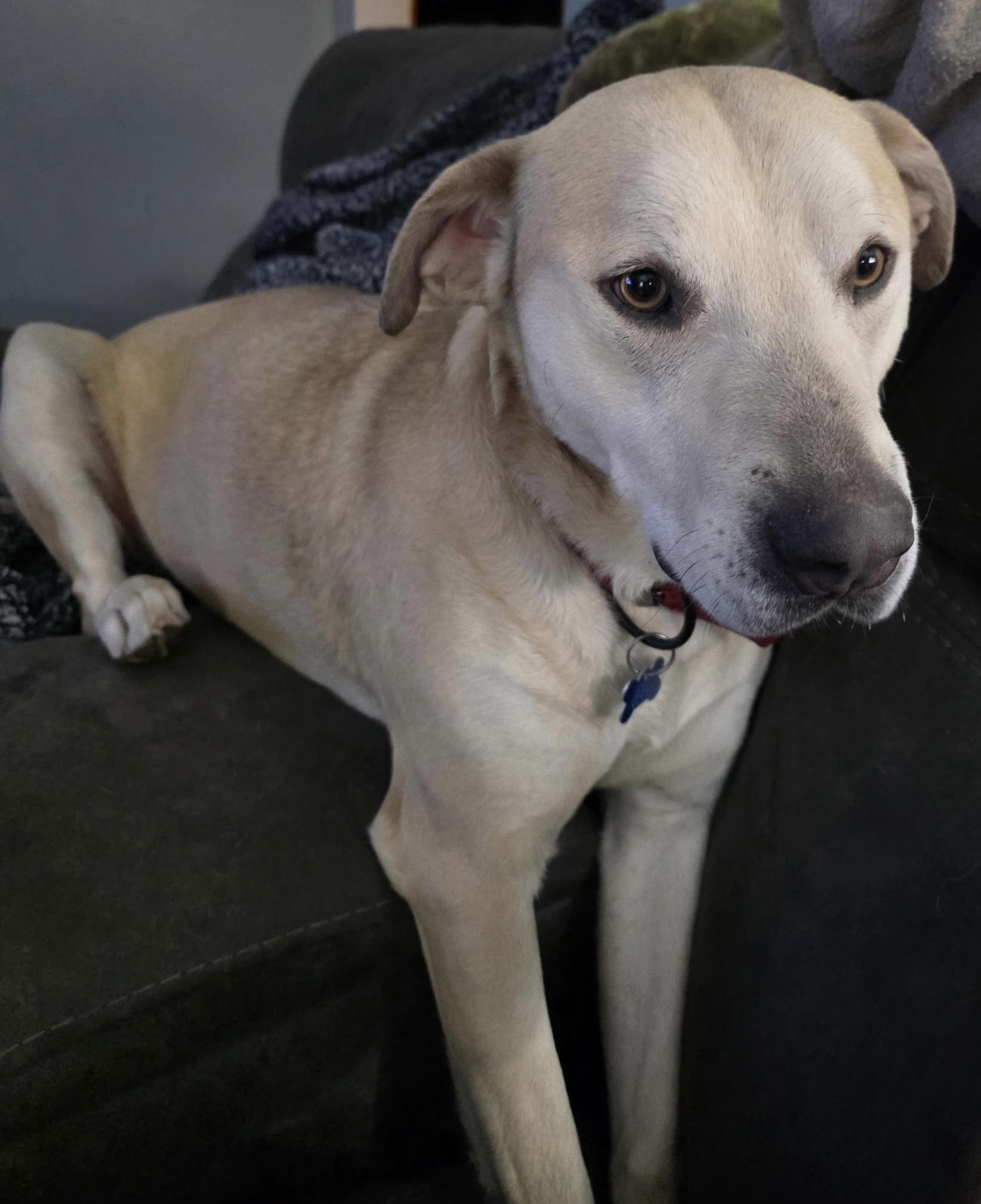 Enlarge Maxxy, a ADOPTABLE mixed breed in Coldwater, MI image 3/3