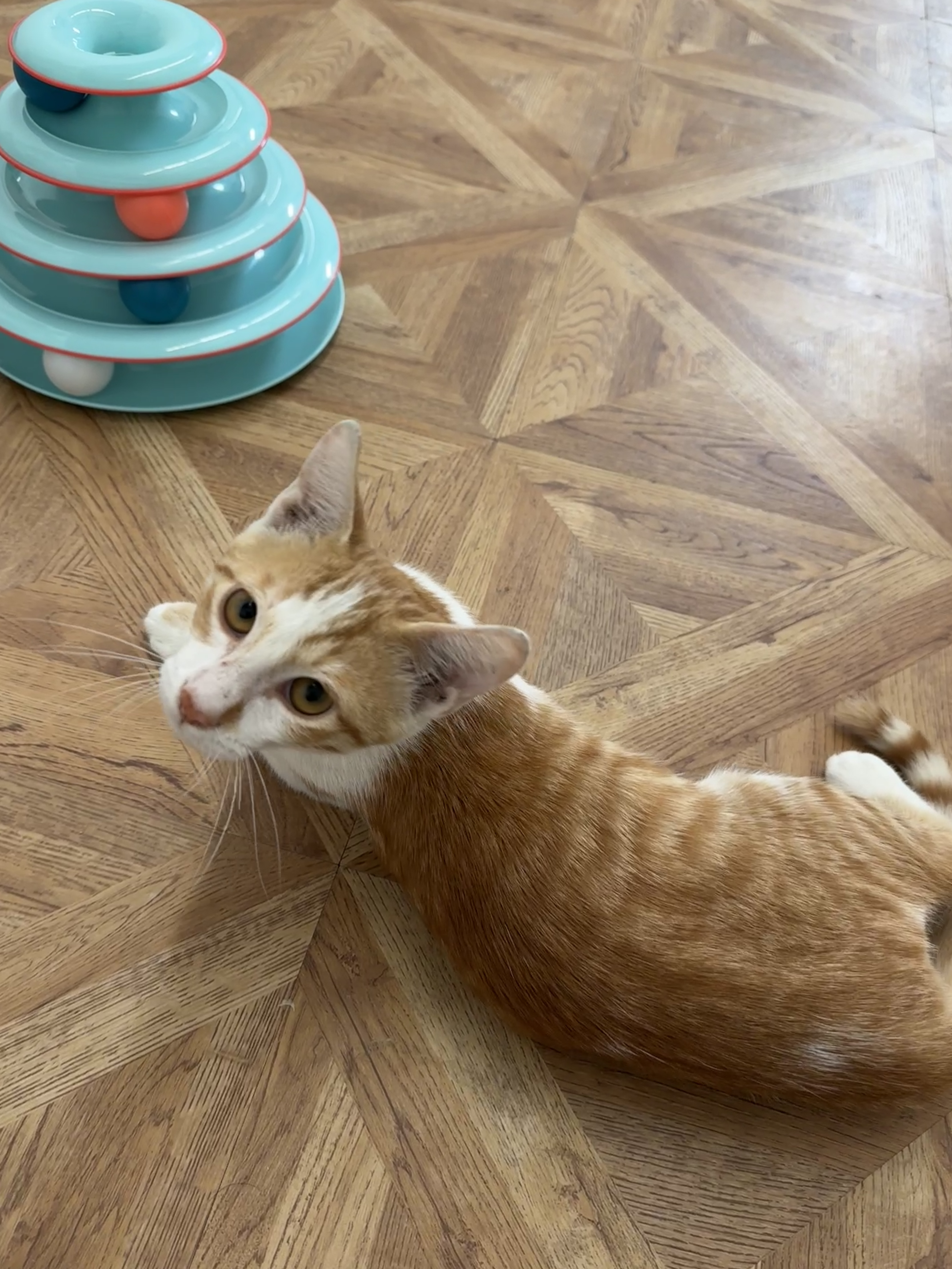 Tigger, Adopted, Kitten Male Domestic Short Hair.