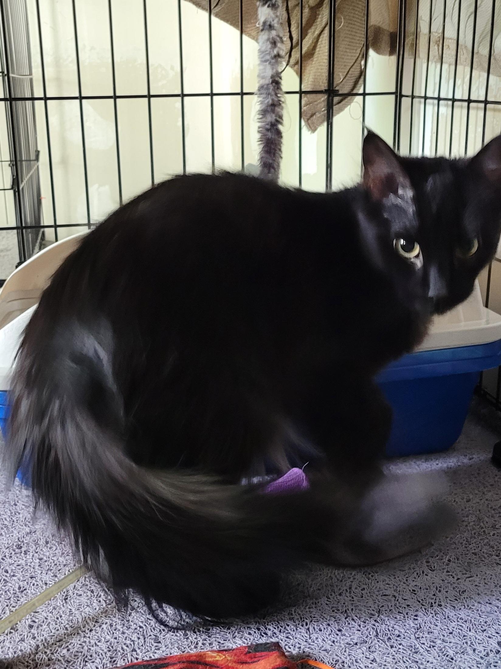 Ziggy, a ADOPTABLE Domestic Long Hair in San Jose, CA image 1/4