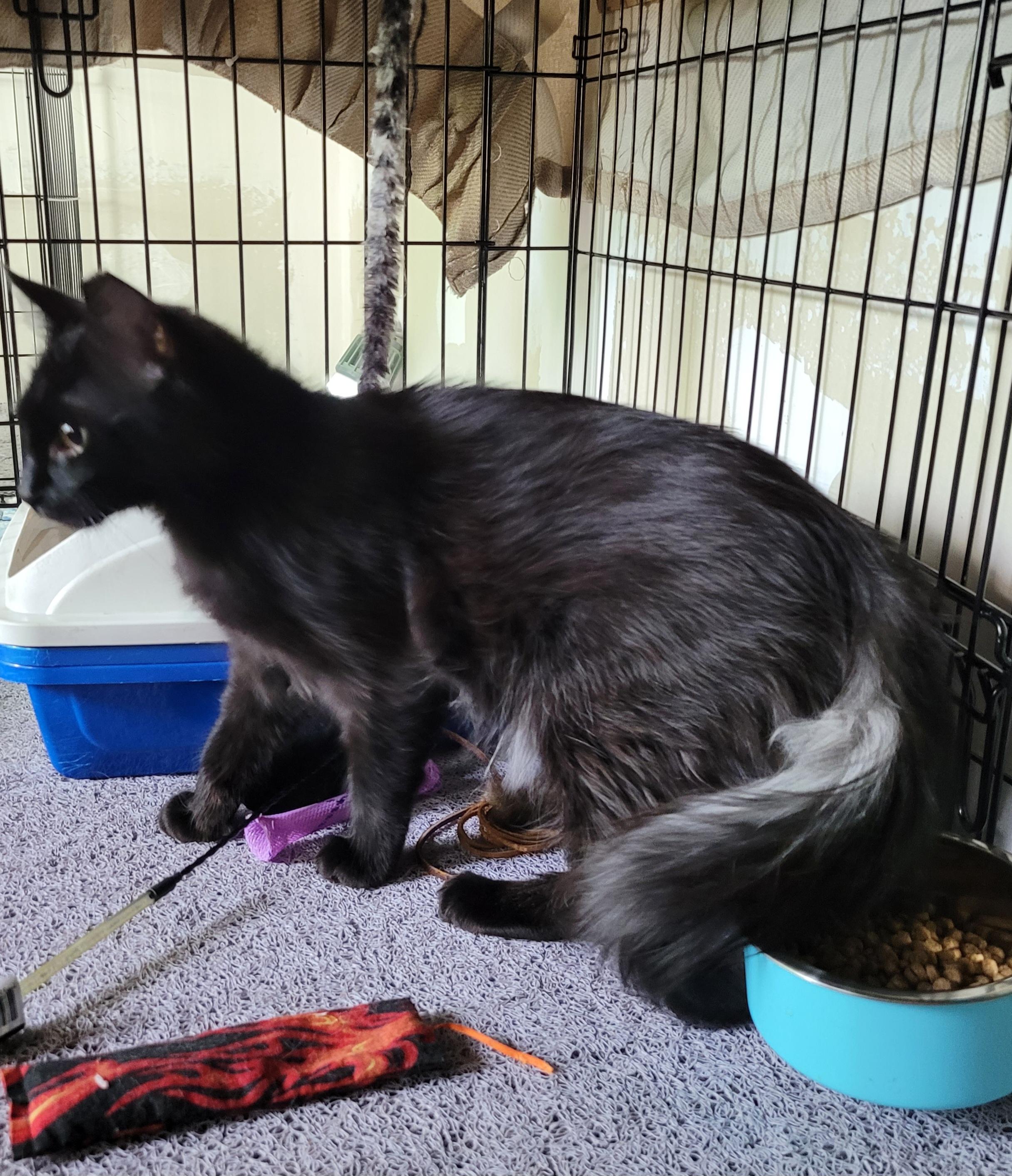 Ziggy, a ADOPTABLE Domestic Long Hair in San Jose, CA image 4/4