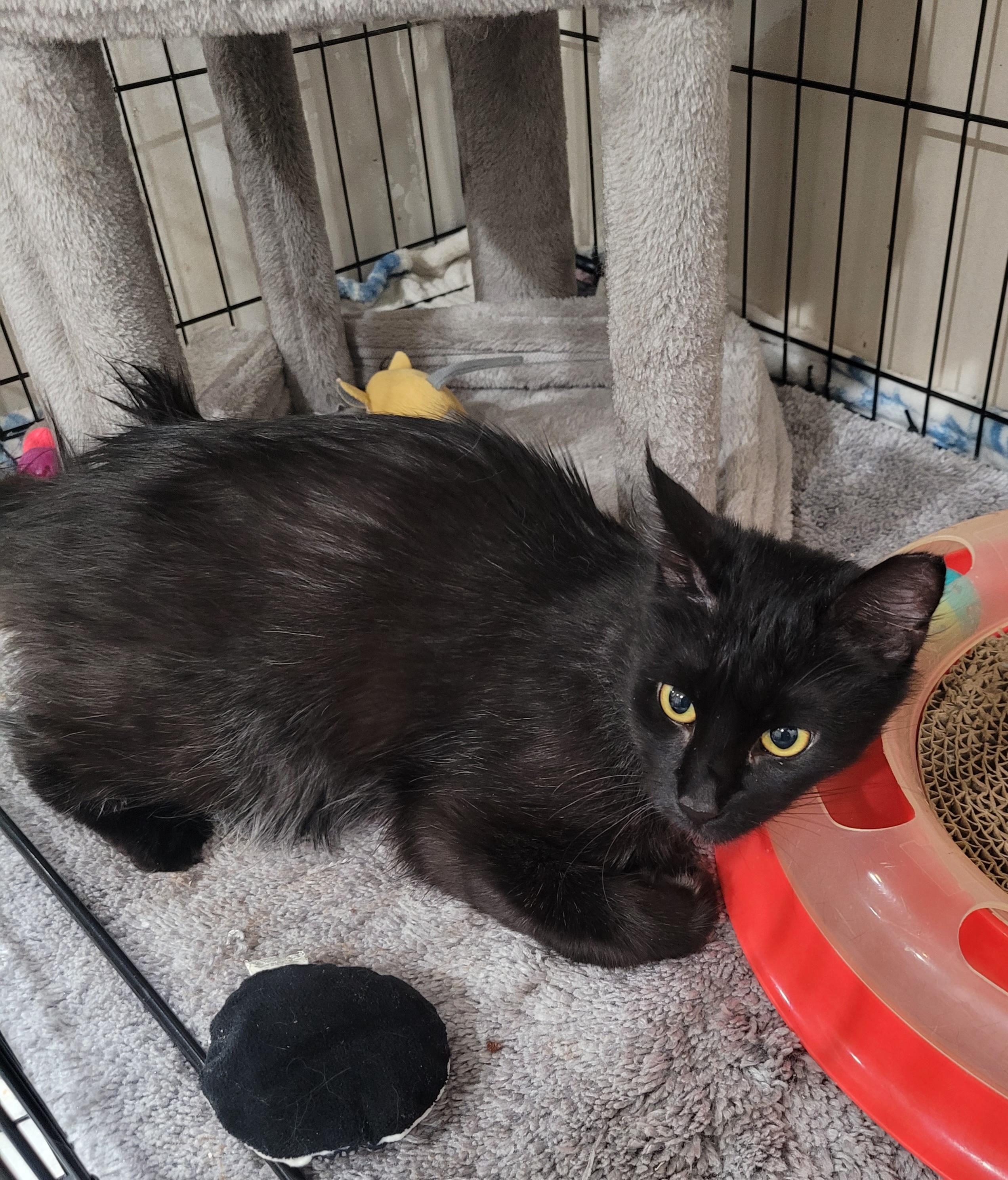 Ziggy, a ADOPTABLE Domestic Long Hair in San Jose, CA image 3/4