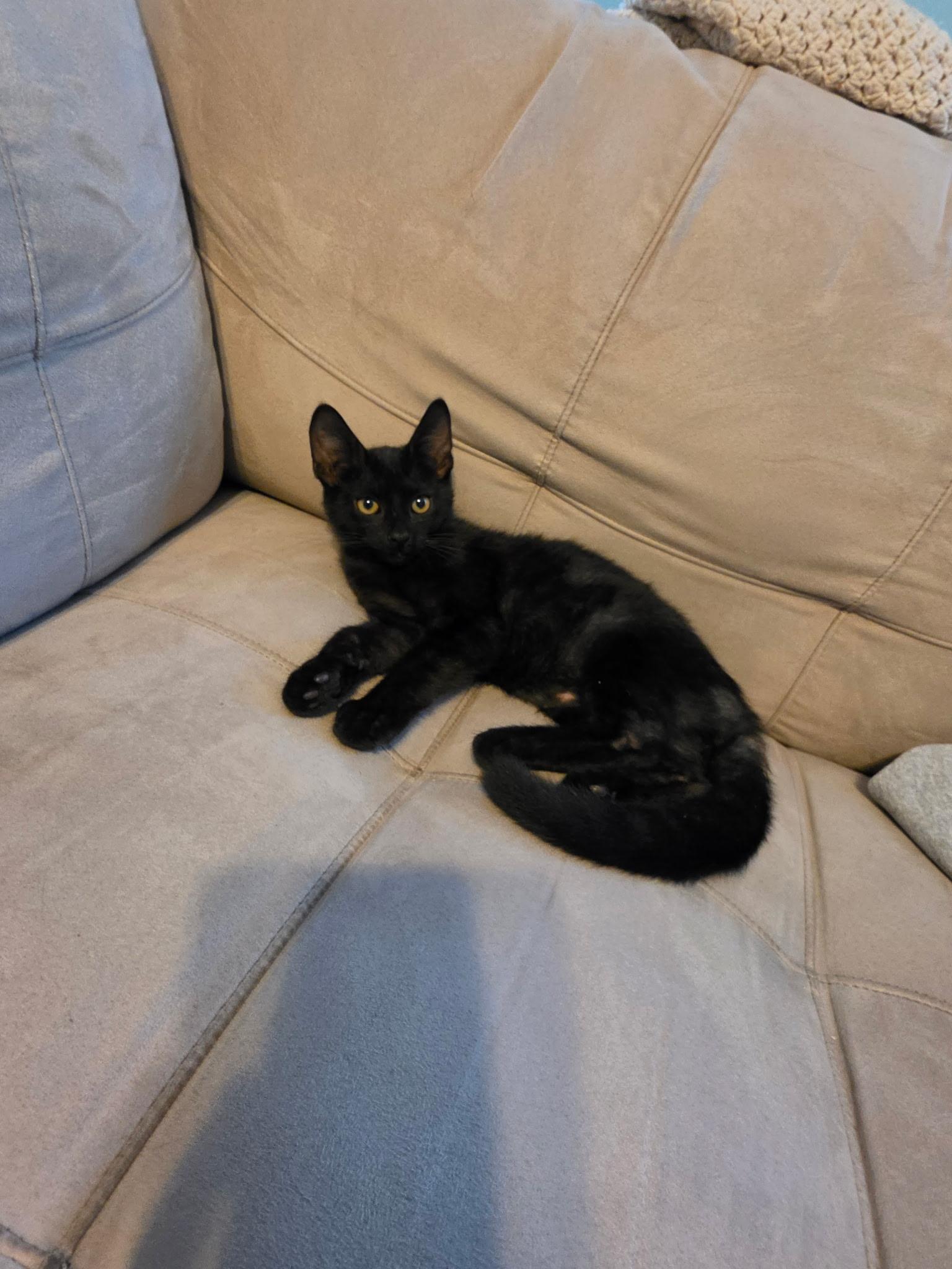 Enlarge Arthur, a Adoptable Domestic Short Hair in Moore, SC image 2/2