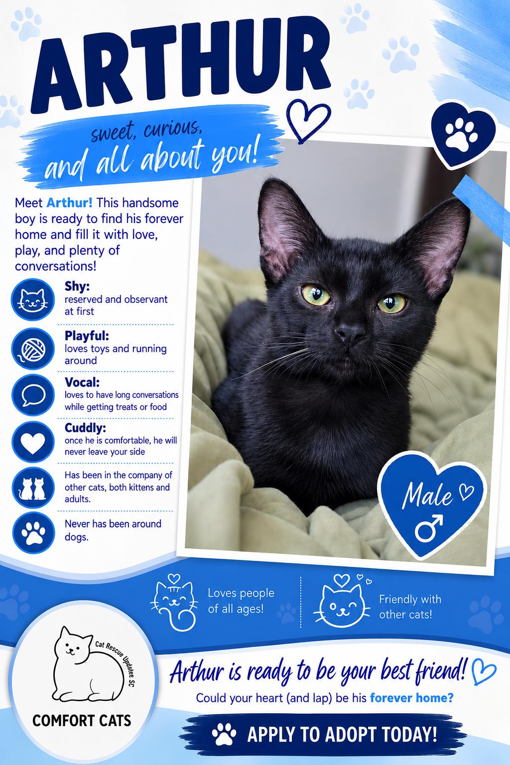 Arthur, Adoptable, Young Male Domestic Short Hair.