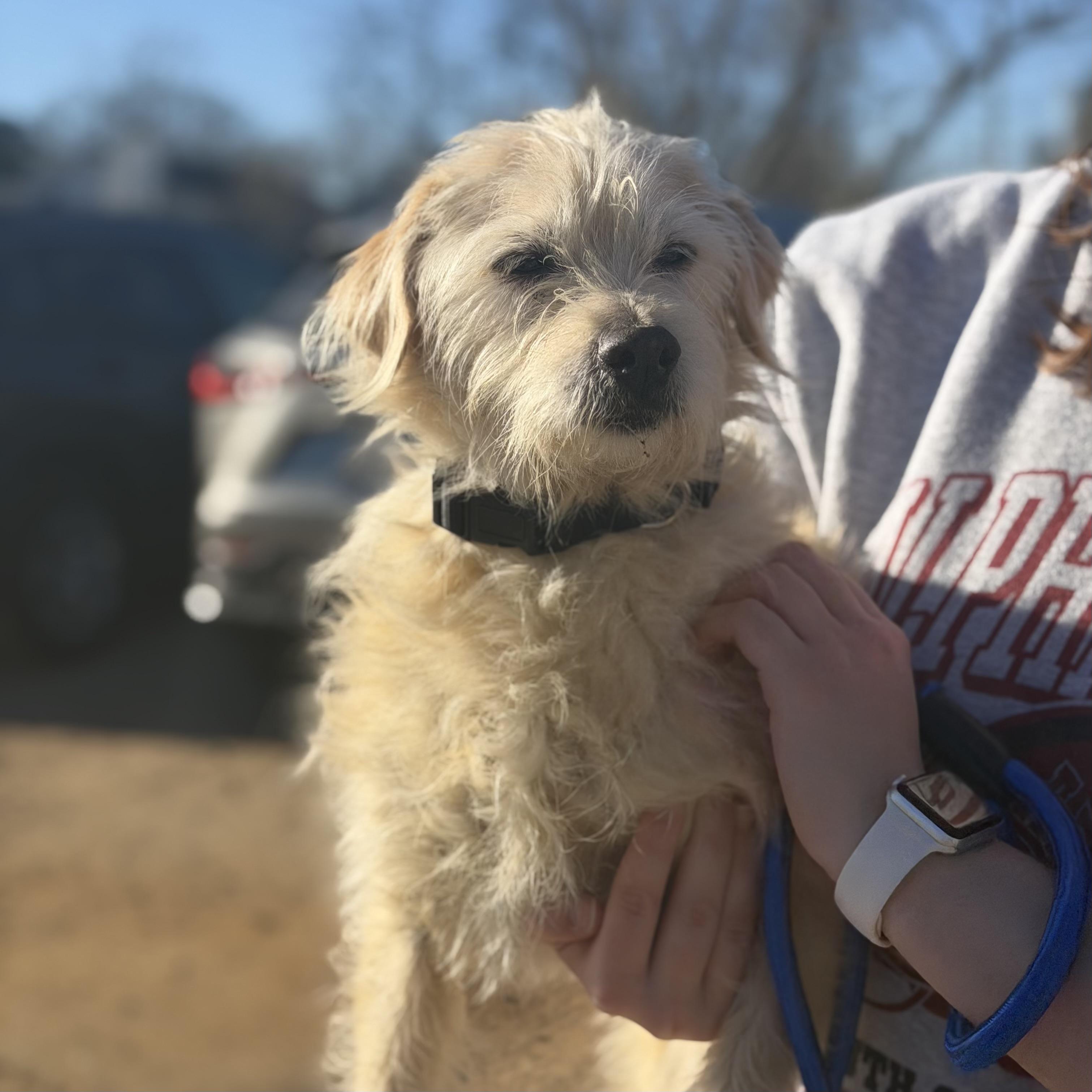 Chip — thumbnail 4