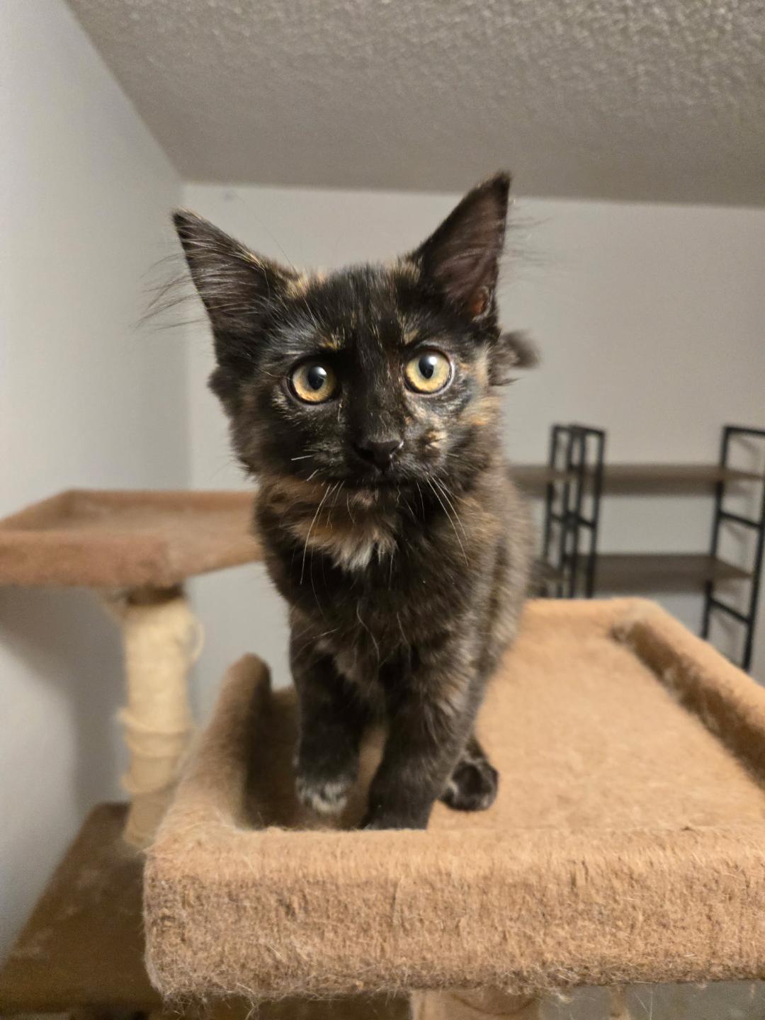 Enlarge Abigail, an adopted Tortoiseshell in Pasco, WA image 1/1