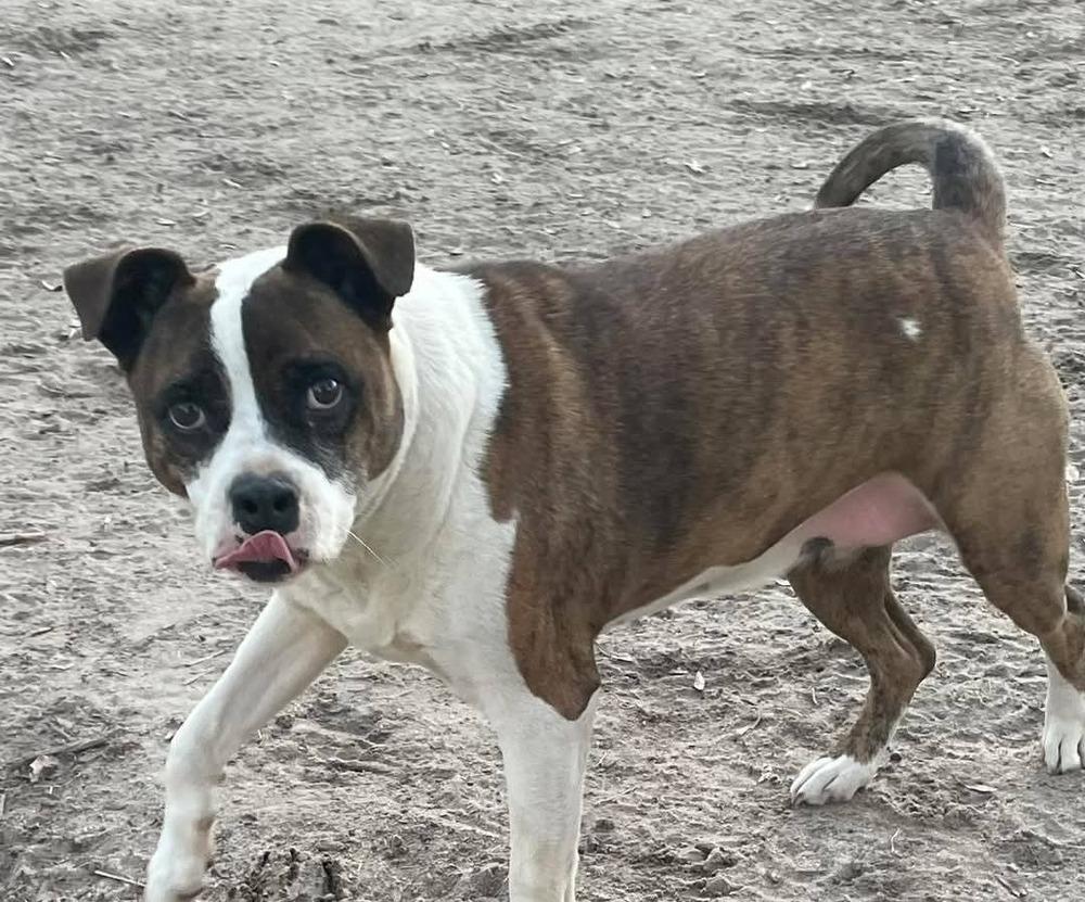 Enlarge Moxie, a Adoptable mixed breed in Marianna, FL image 1/2