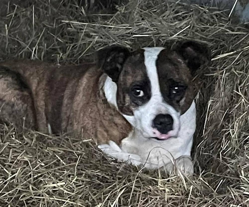 Enlarge Moxie, a Adoptable mixed breed in Marianna, FL image 2/2