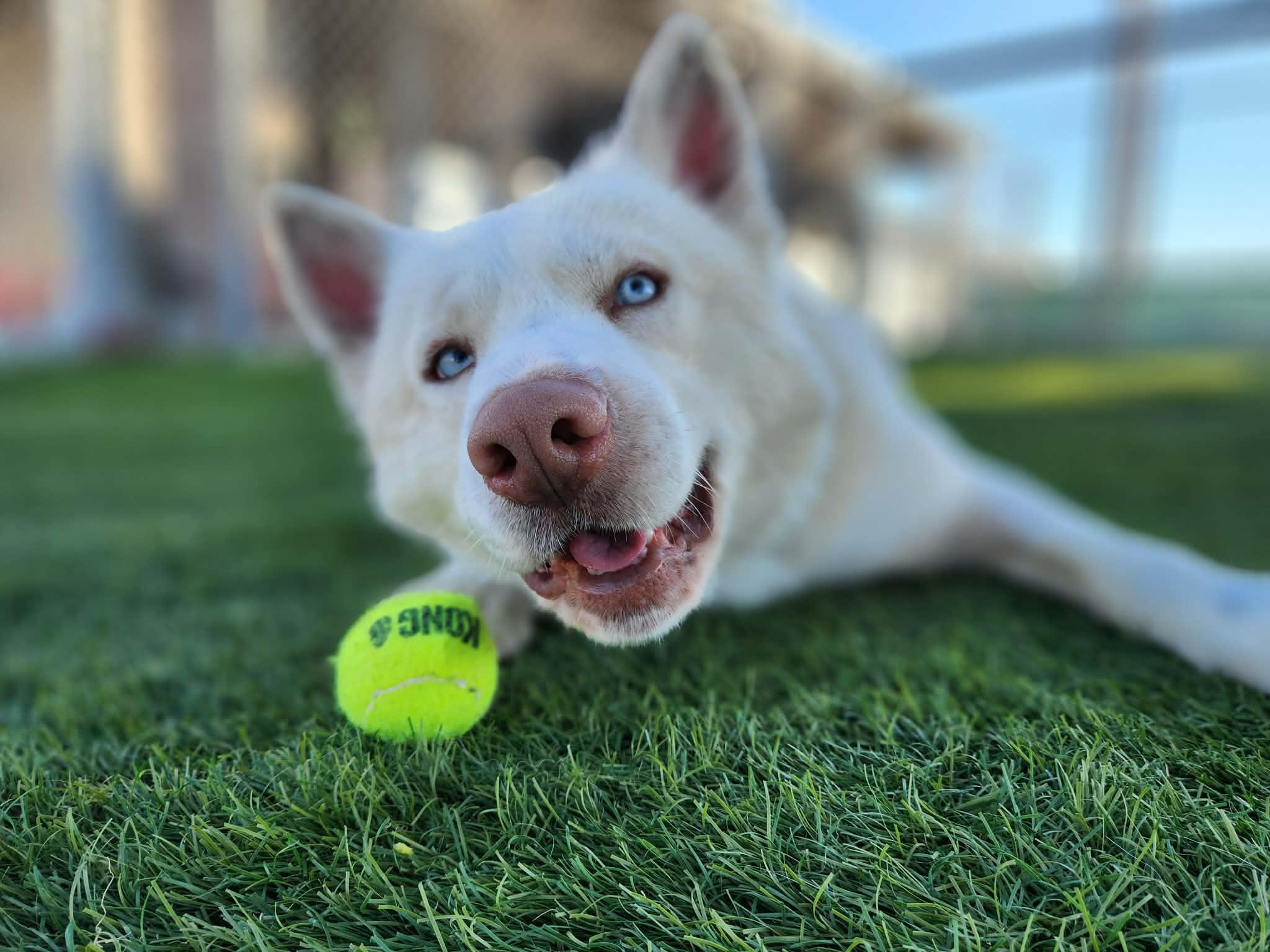 Enlarge Konan, a ADOPTABLE Husky in Sparta, WI image 1/6