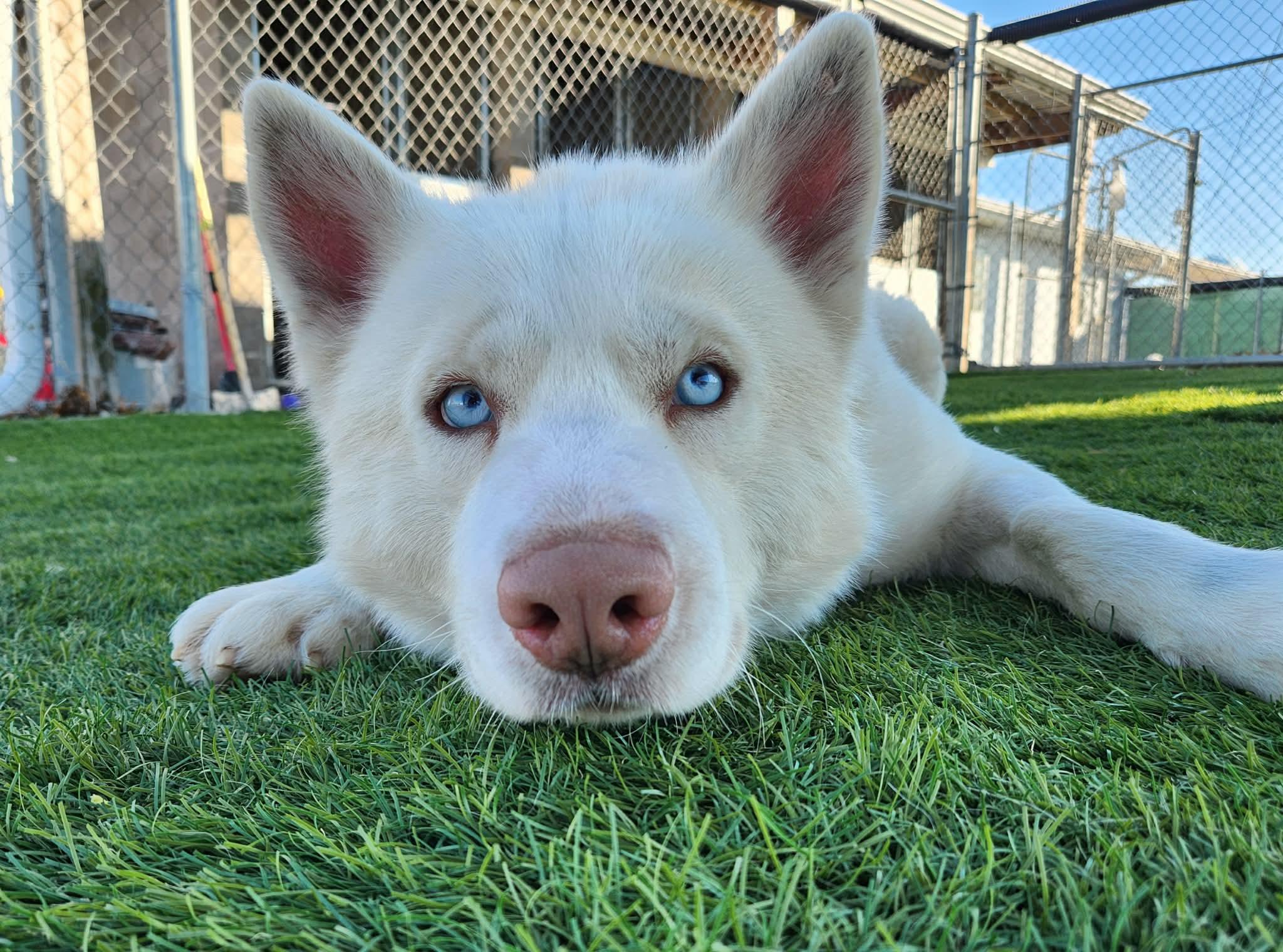 Enlarge Konan, a ADOPTABLE Husky in Sparta, WI image 6/6