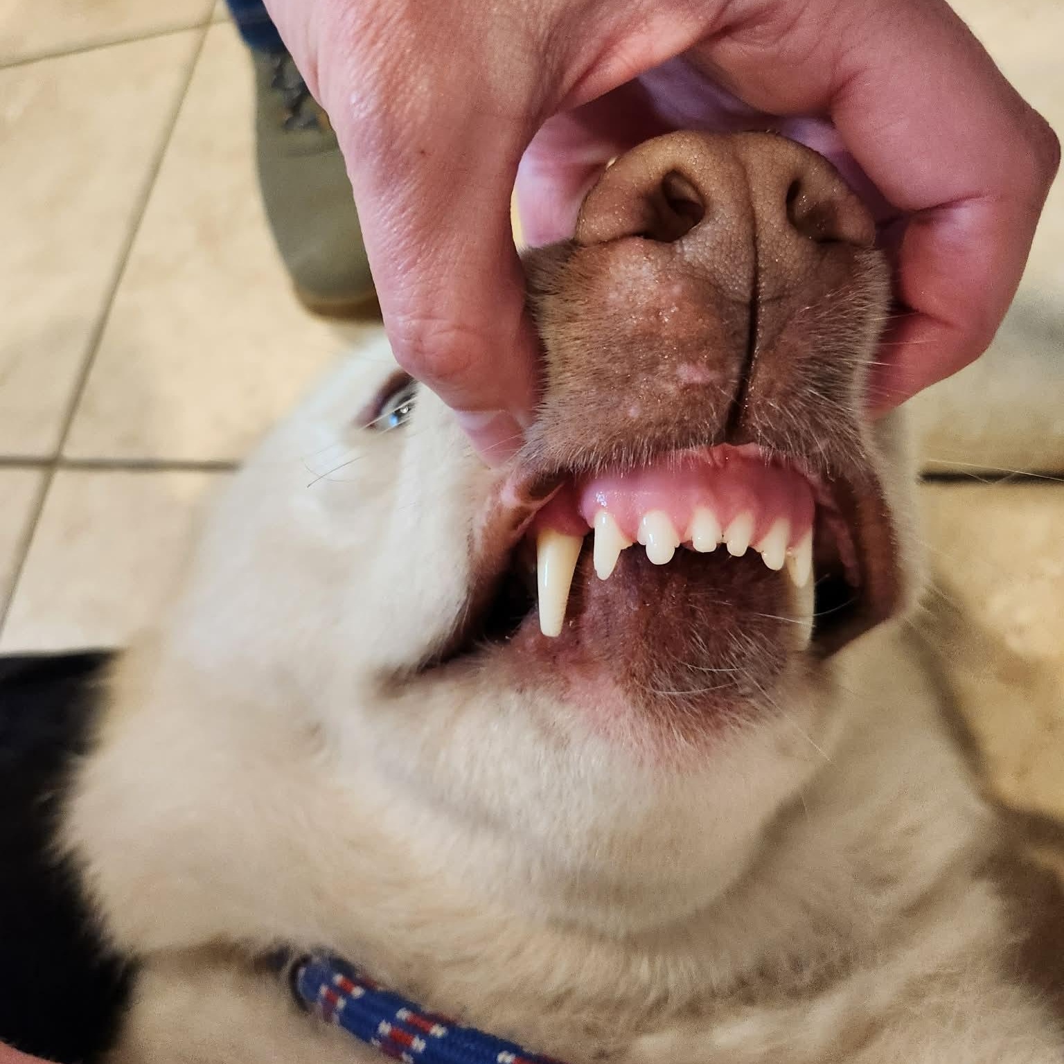 Enlarge Konan, a ADOPTABLE Husky in Sparta, WI image 5/6