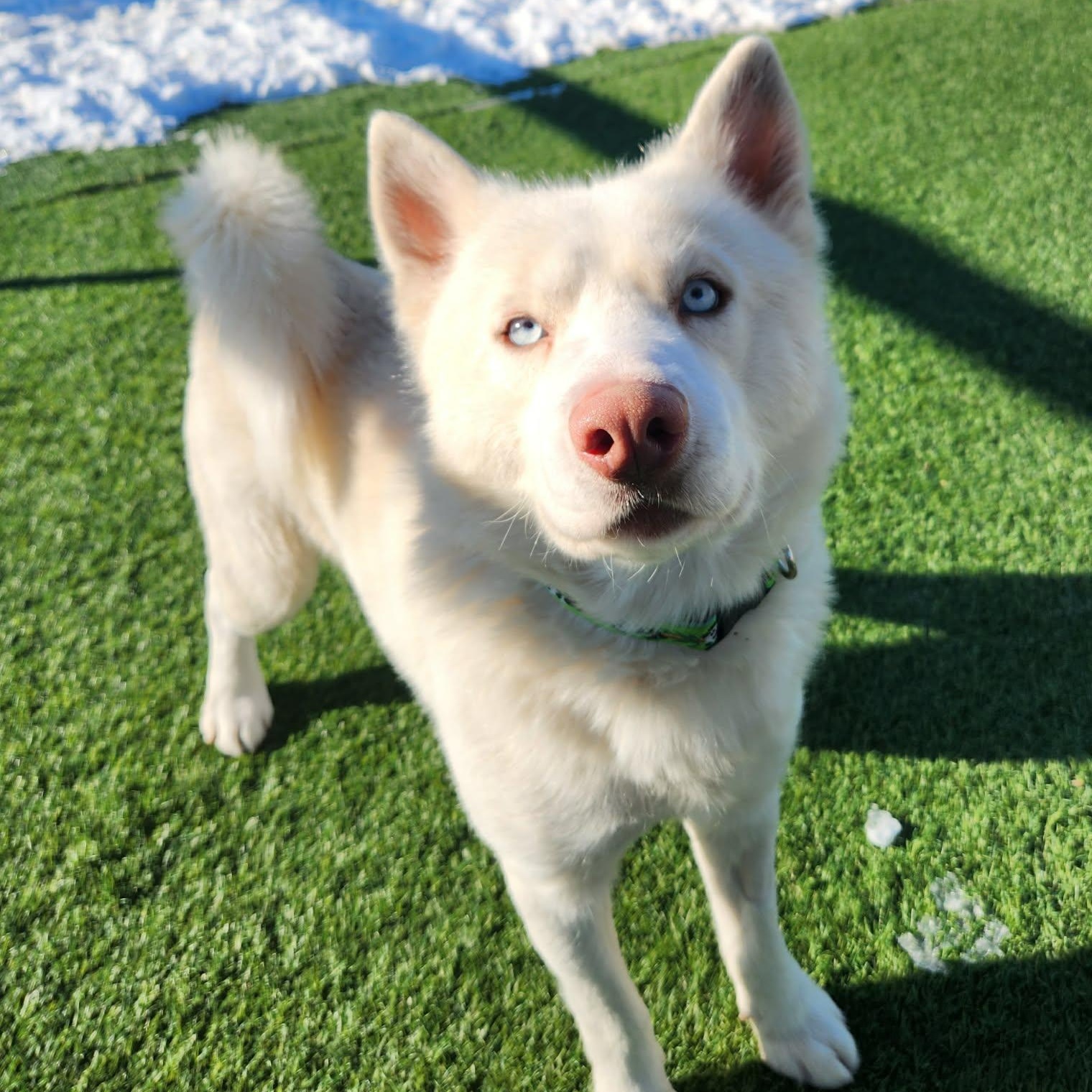 Enlarge Konan, a ADOPTABLE Husky in Sparta, WI image 4/6