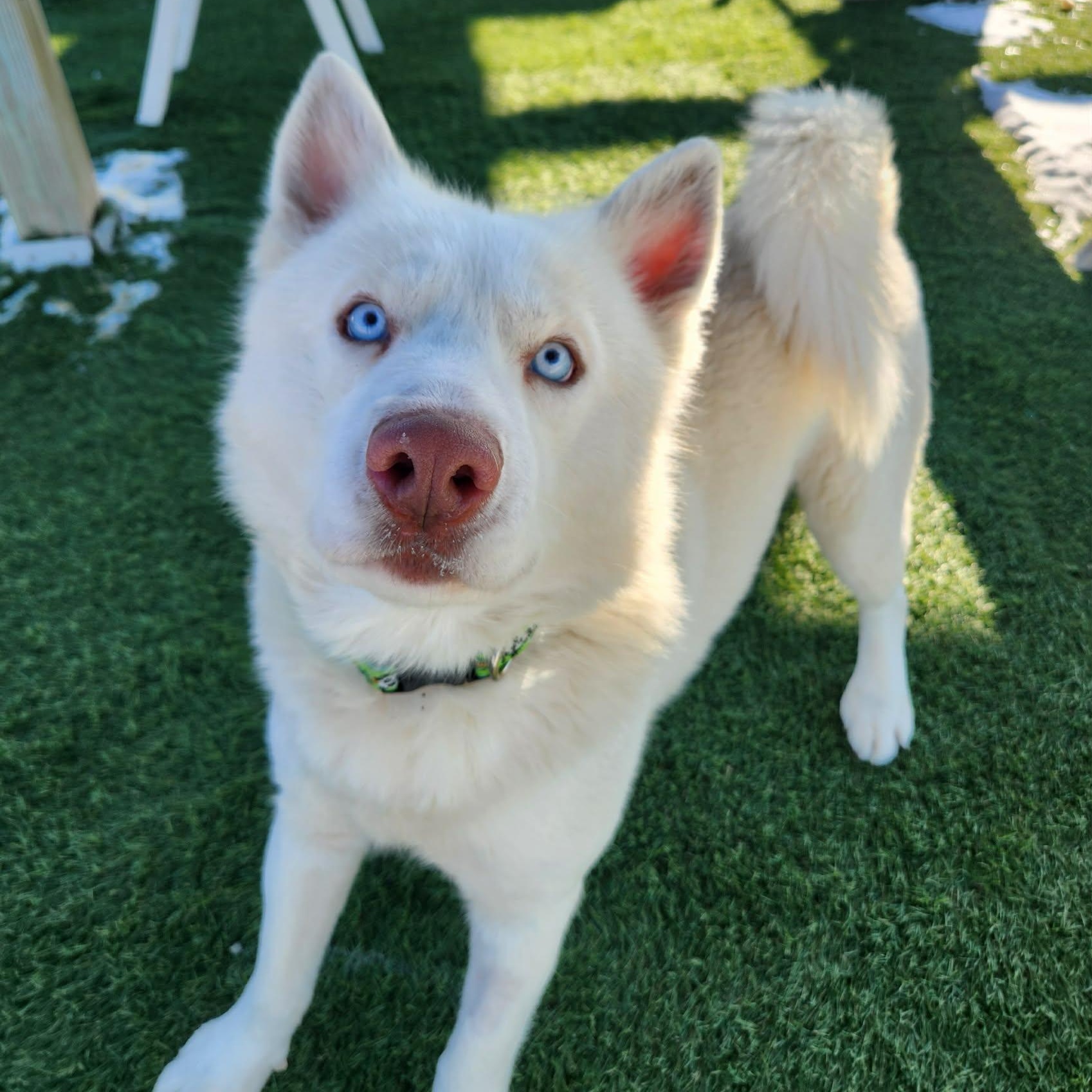 Enlarge Konan, a ADOPTABLE Husky in Sparta, WI image 3/6