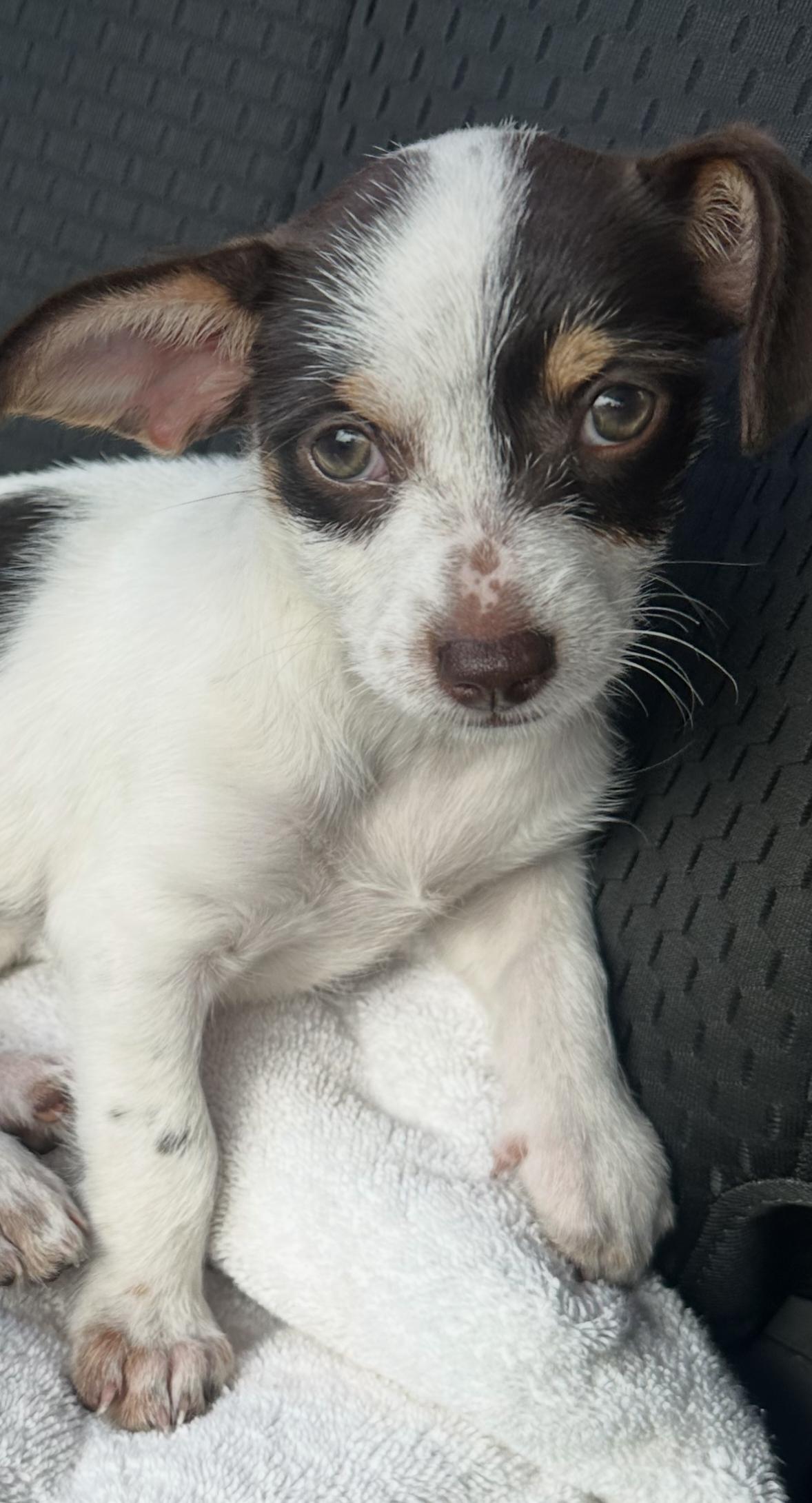 Brownie, Adoptable, Puppy Female Chihuahua.