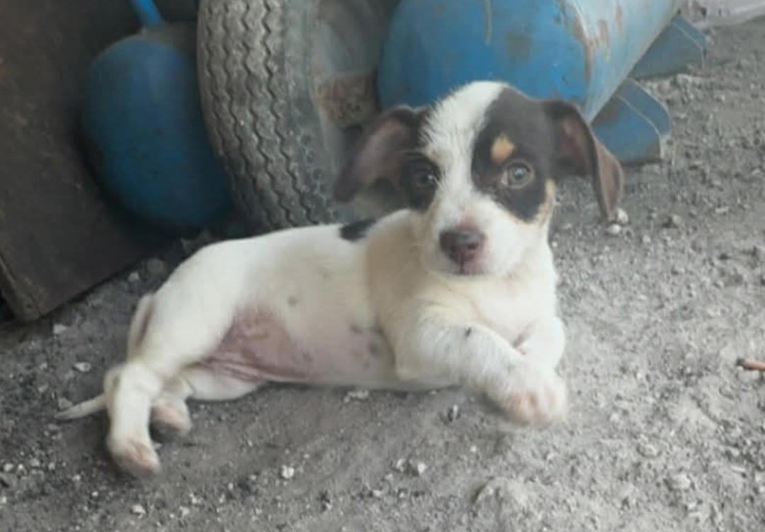 Enlarge Brownie, a Adoptable Chihuahua in Royal Palm Beach, FL image 3/3