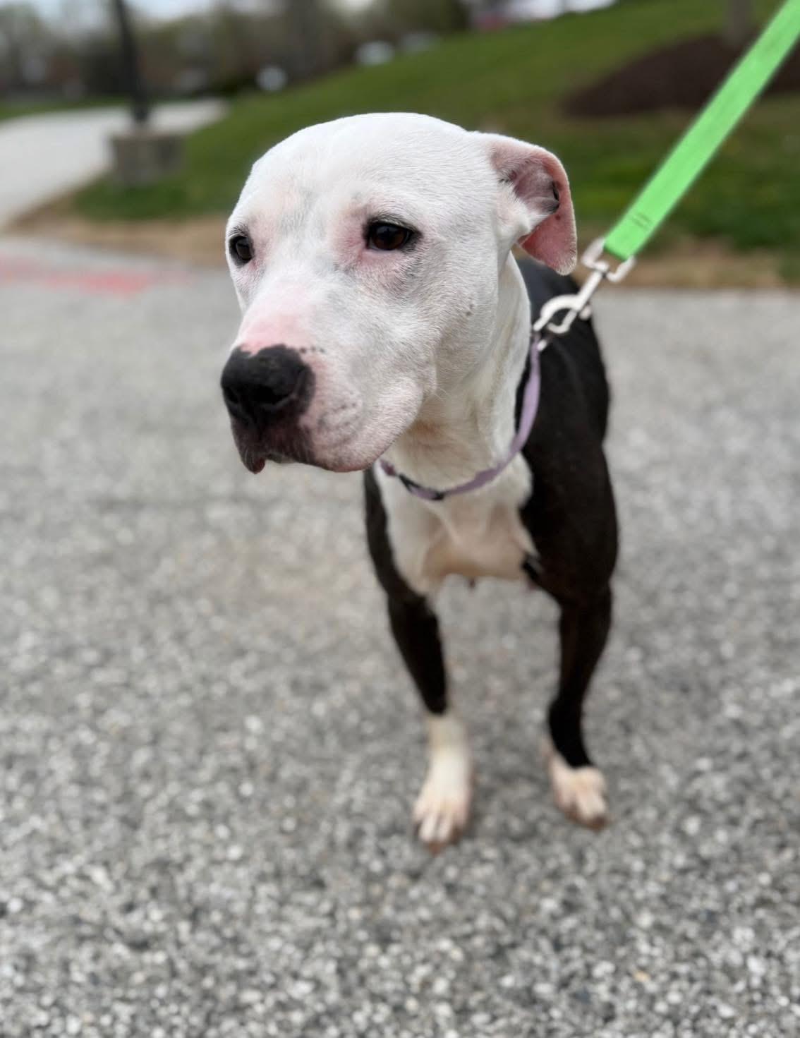 Enlarge Sally, an adopted Pit Bull Terrier in Essex, MD image 5/5