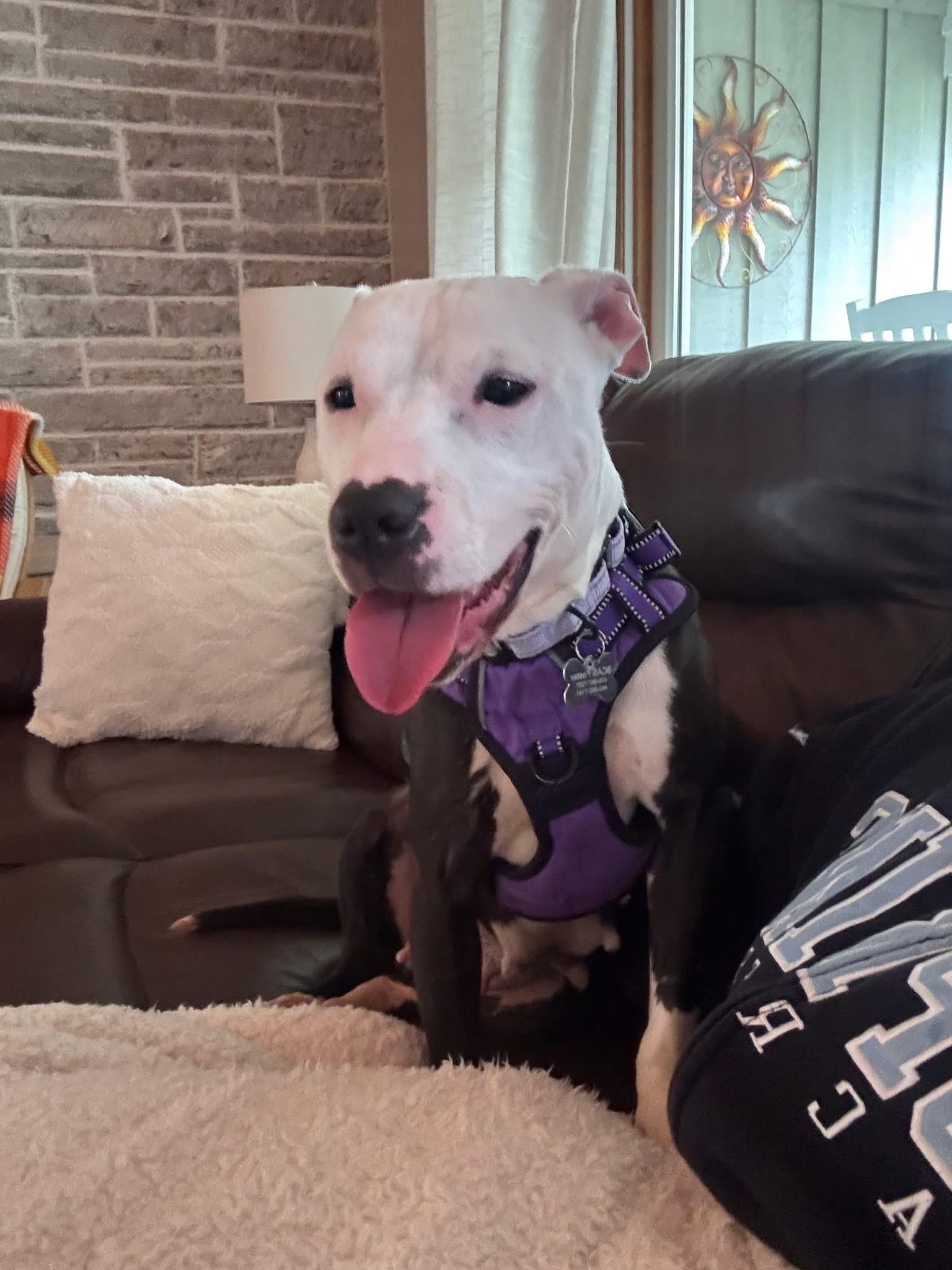 Sally, adopted, Young Female Pit Bull Terrier.