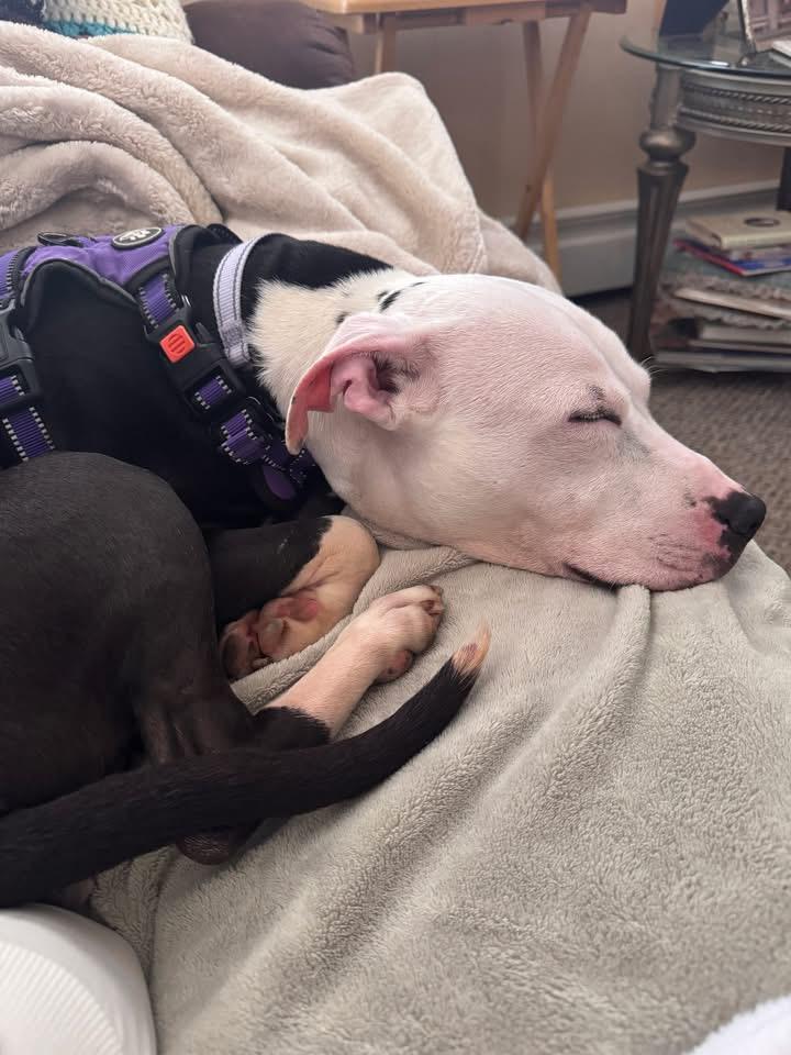 Enlarge Sally, an adopted Pit Bull Terrier in Essex, MD image 4/5