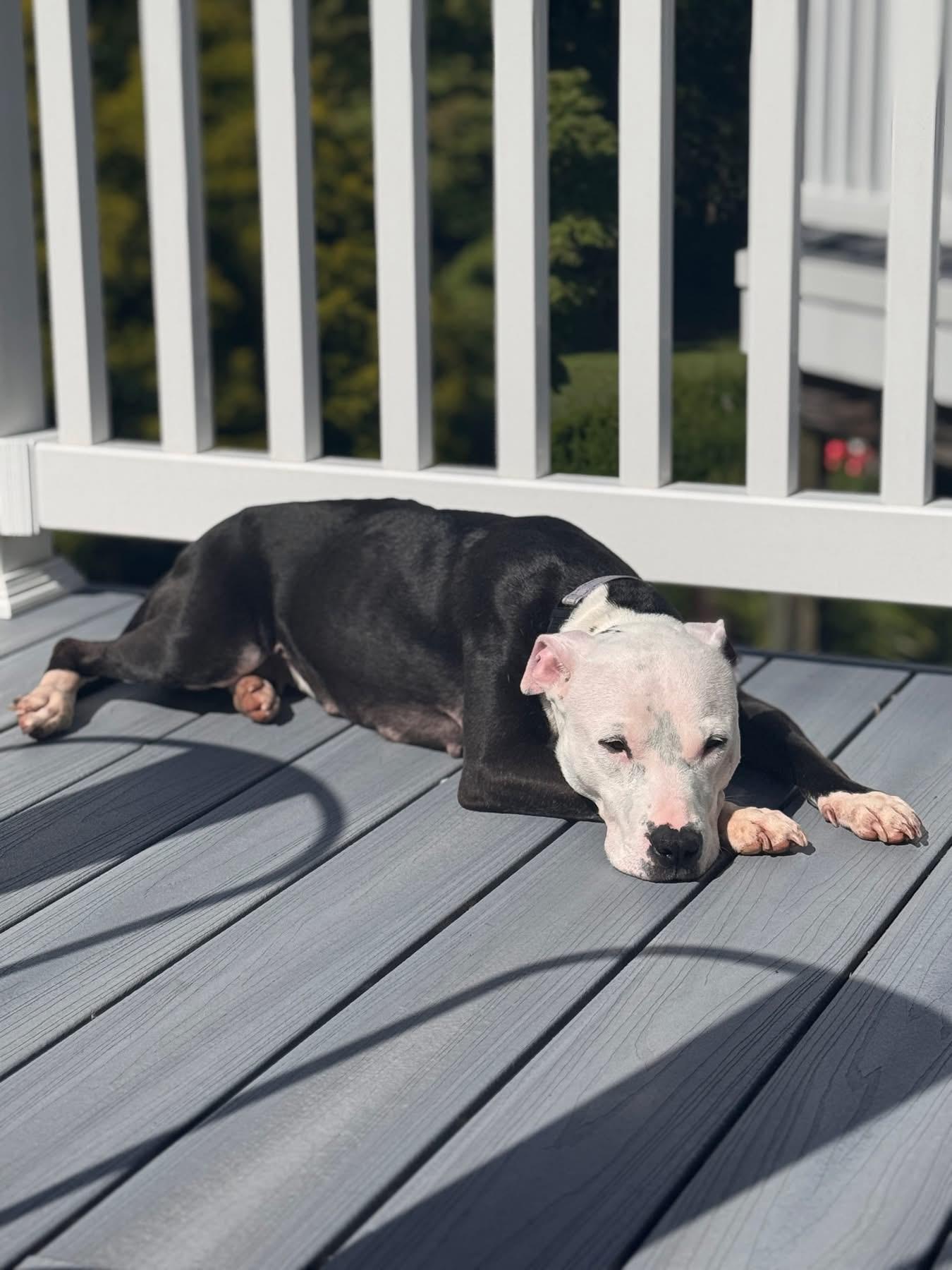Enlarge Sally, an adopted Pit Bull Terrier in Essex, MD image 2/5