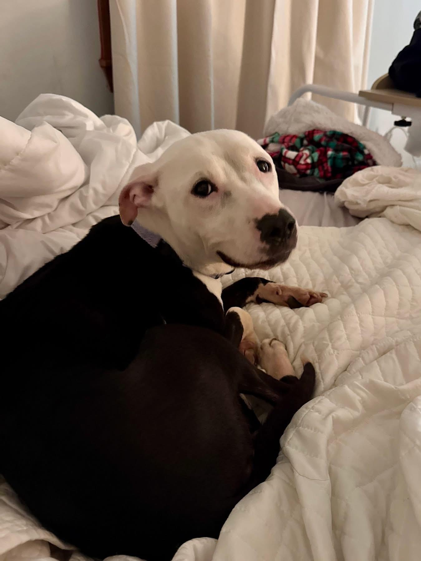 Enlarge Sally, an adopted Pit Bull Terrier in Essex, MD image 3/5