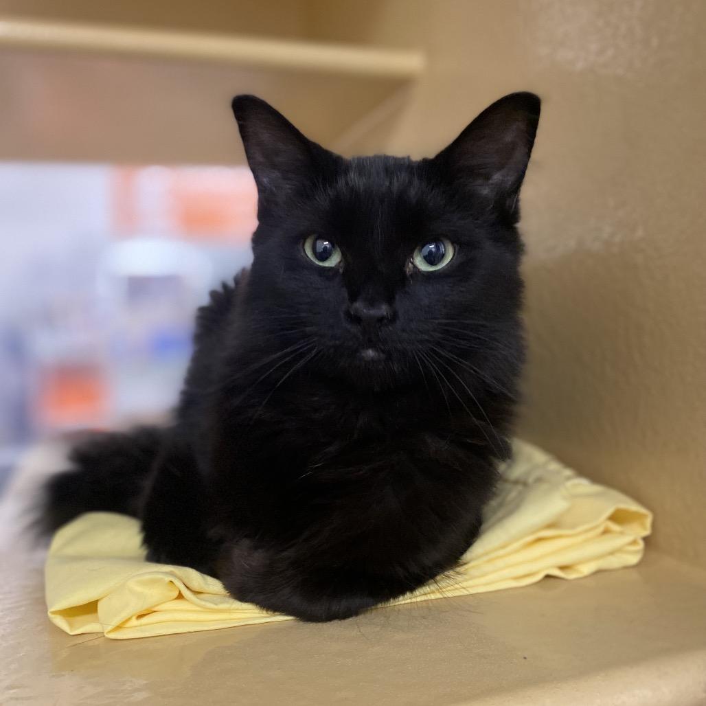 Eli, Adoptable, Young Male Domestic Short Hair.