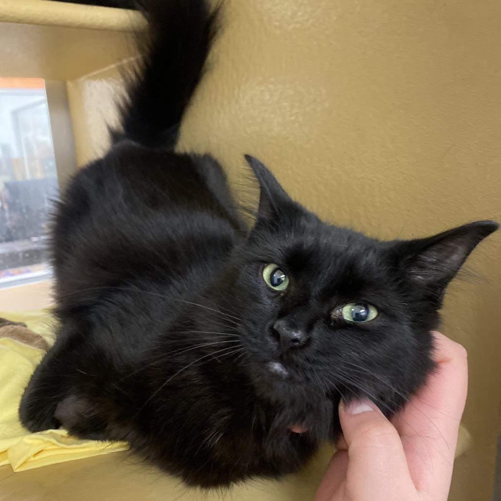 Enlarge Eli, a Adoptable Domestic Short Hair in Spokane, WA image 3/4