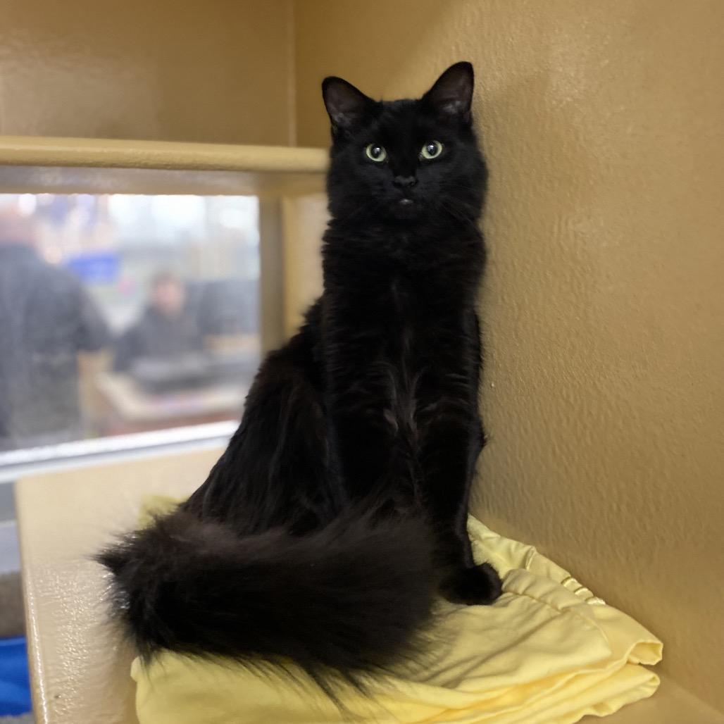 Enlarge Eli, a Adoptable Domestic Short Hair in Spokane, WA image 4/4