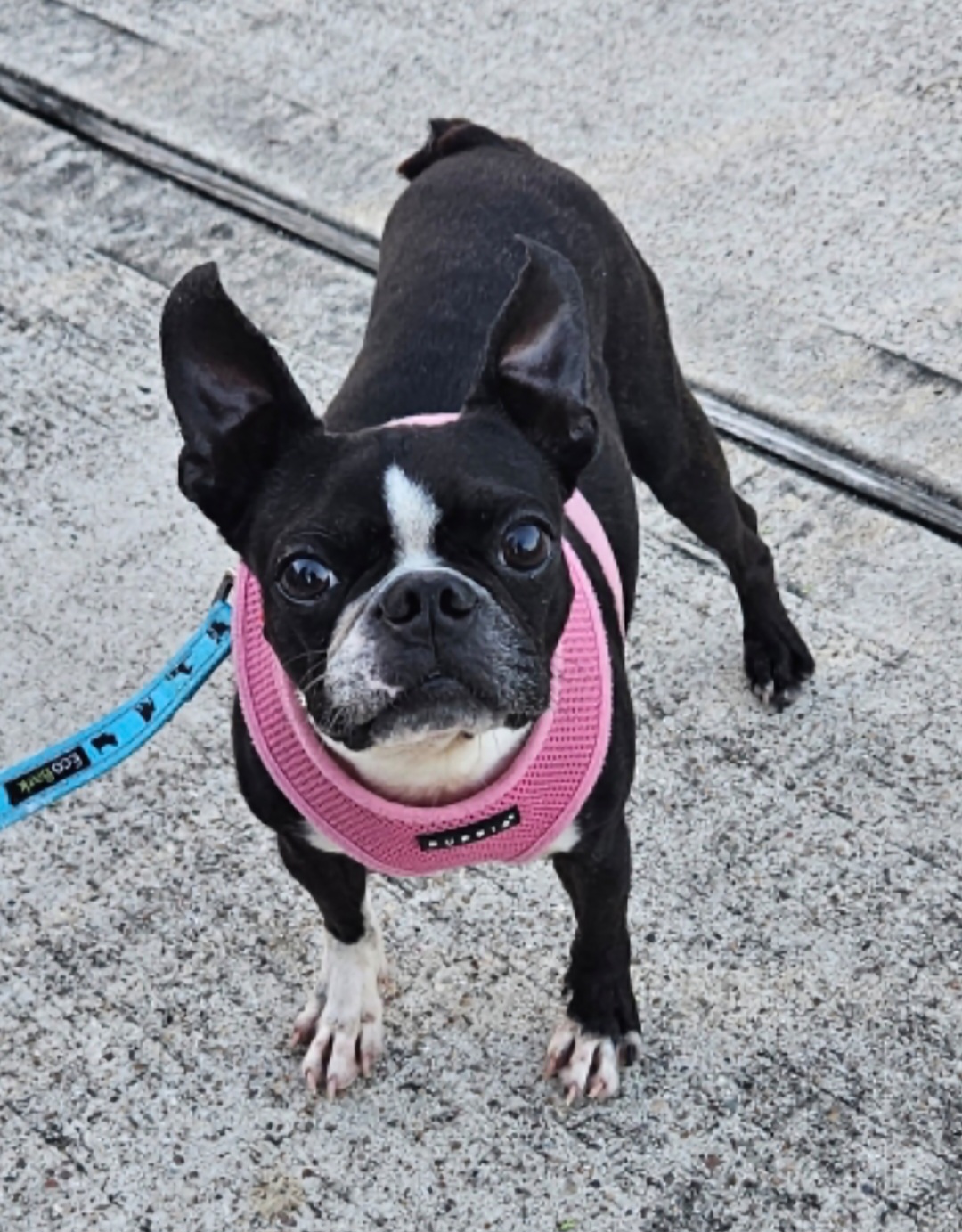 PIZZA MAN - Adopted!!, Adoptable, Adult Male Boston Terrier.