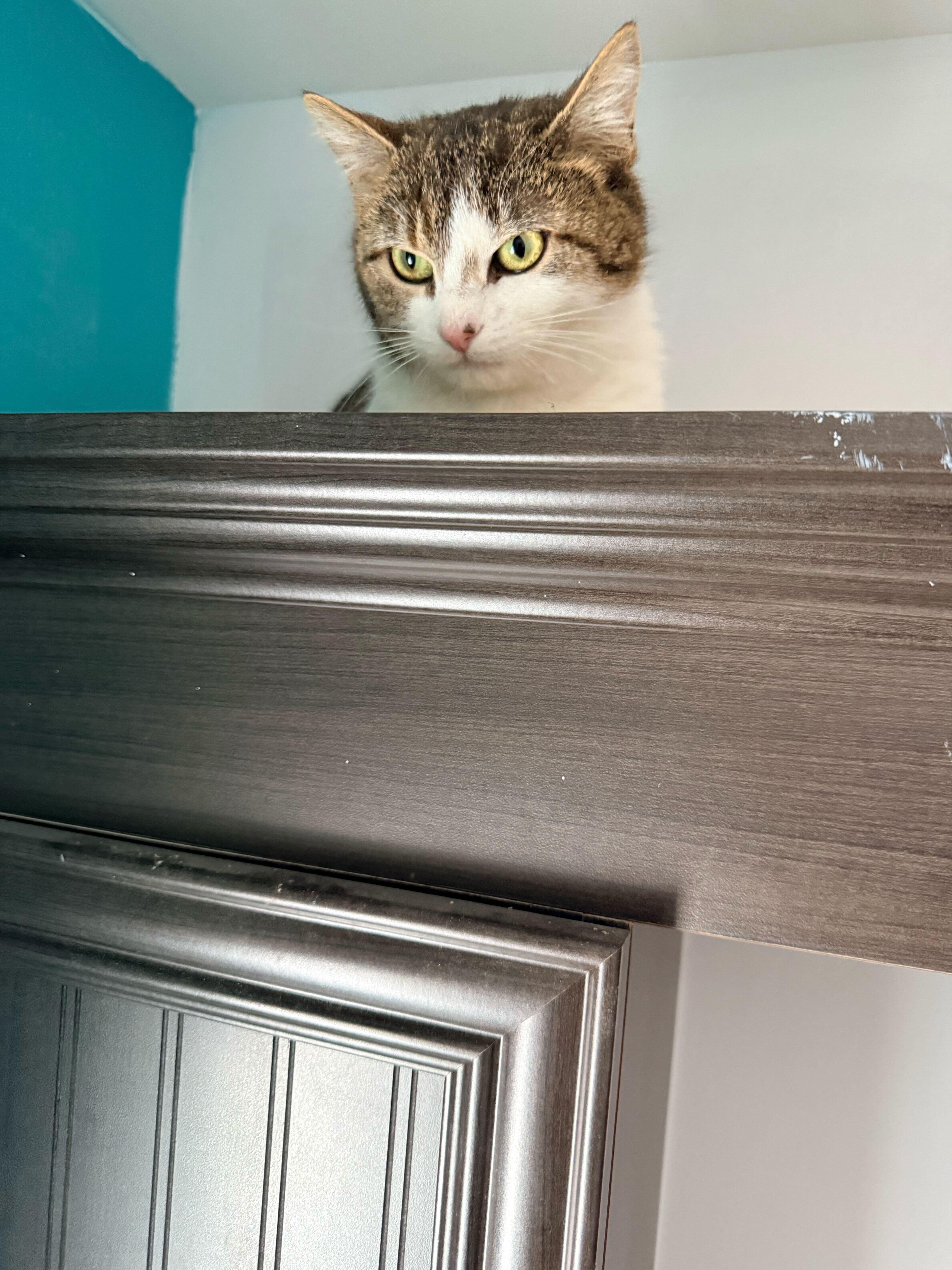 Enlarge Biscotti, a ADOPTABLE Domestic Short Hair in Wakefield, QC image 6/6