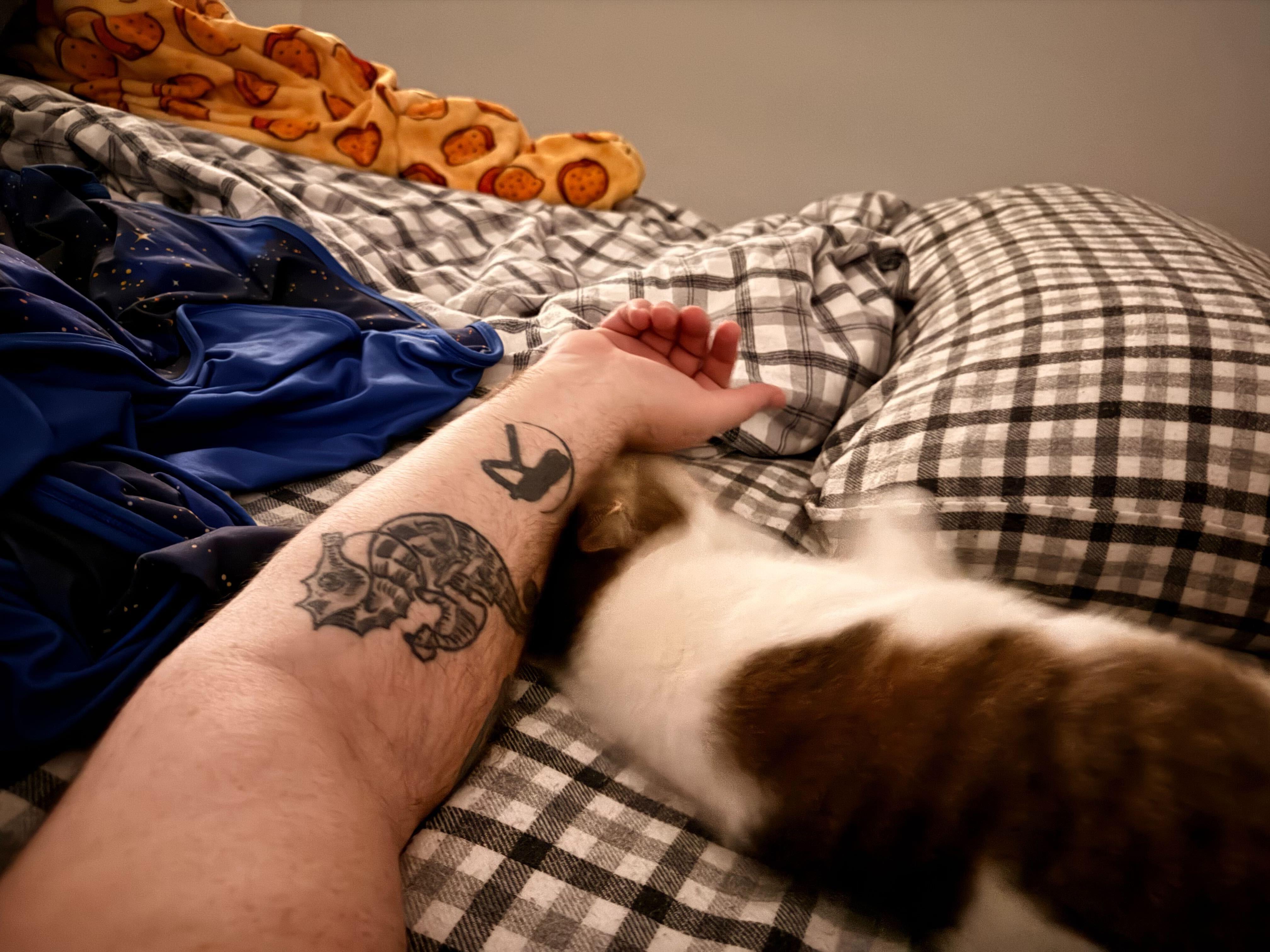 Enlarge Biscotti, a ADOPTABLE Domestic Short Hair in Wakefield, QC image 4/6