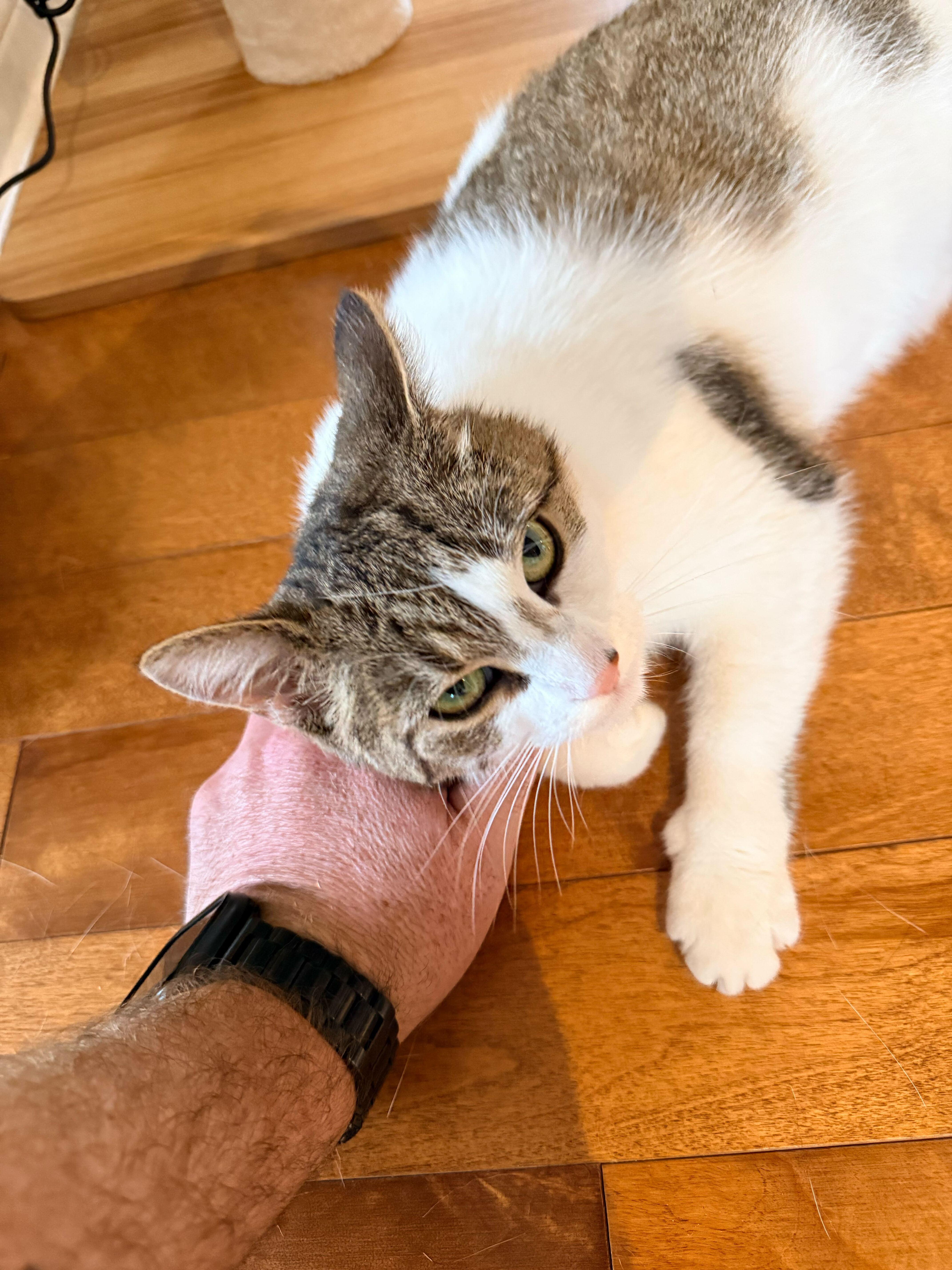 Enlarge Biscotti, a ADOPTABLE Domestic Short Hair in Wakefield, QC image 5/6