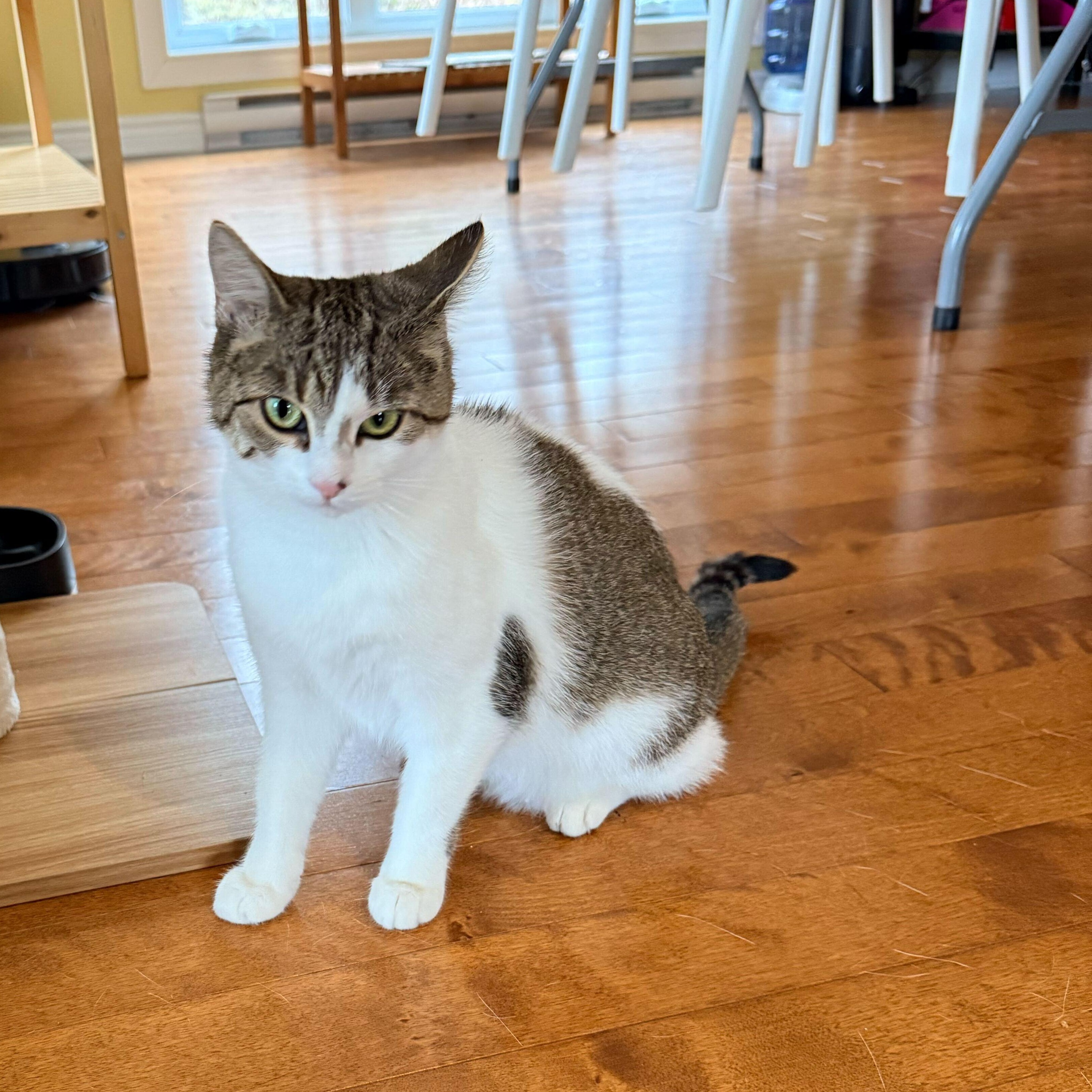 Biscotti, ADOPTABLE, Young Female Domestic Short Hair.
