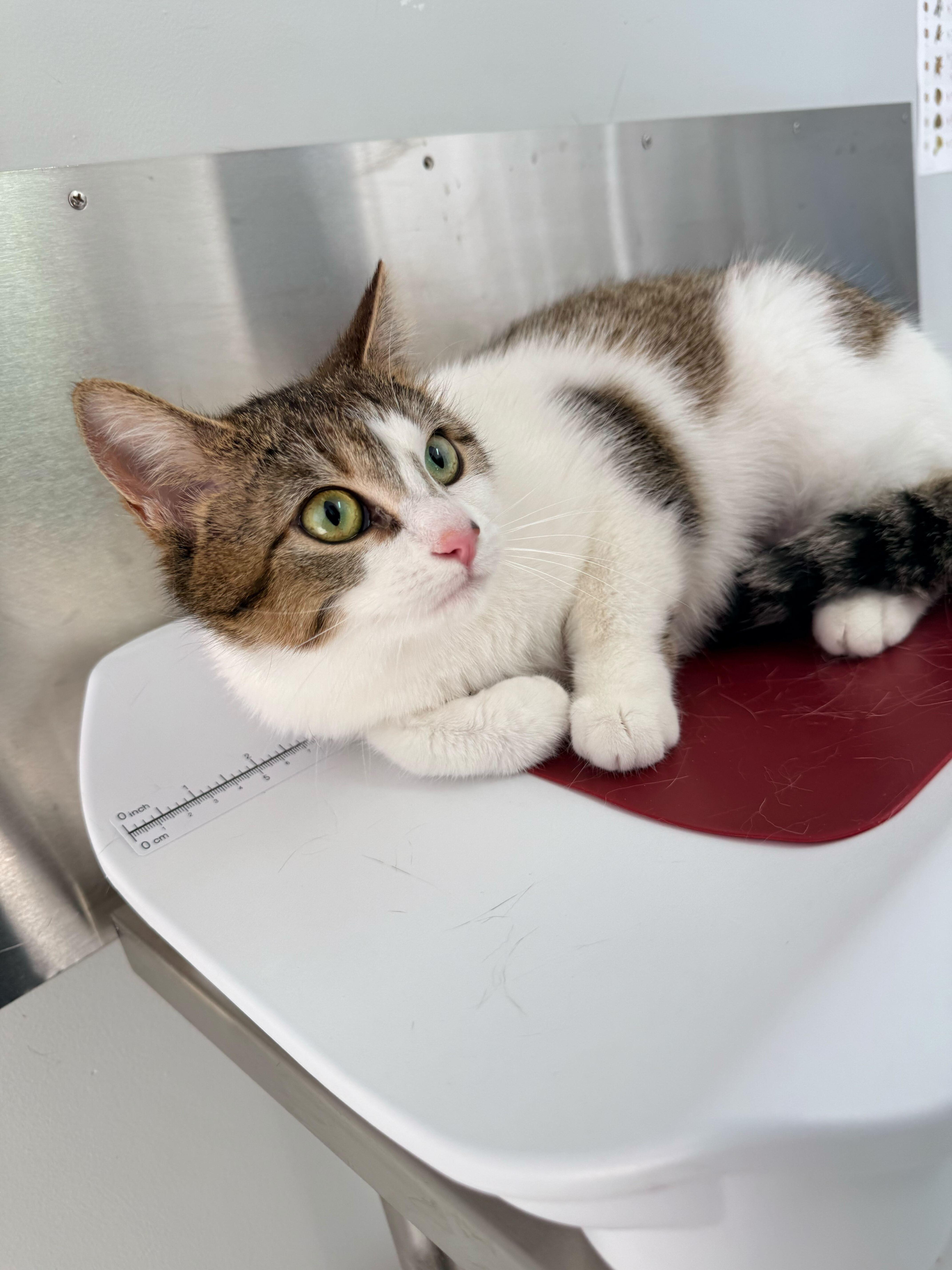 Enlarge Biscotti, a ADOPTABLE Domestic Short Hair in Wakefield, QC image 1/6