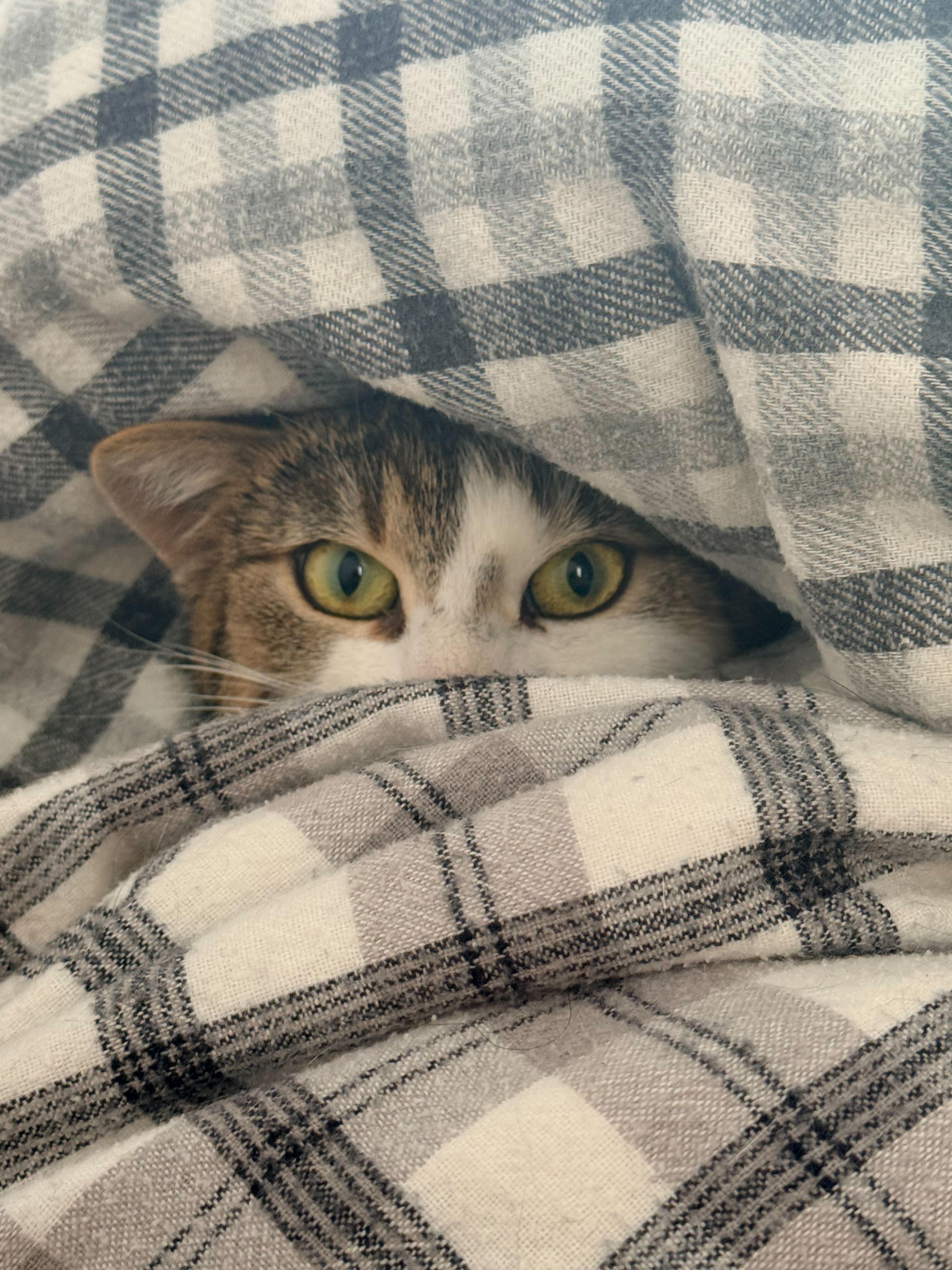 Enlarge Biscotti, a ADOPTABLE Domestic Short Hair in Wakefield, QC image 3/6