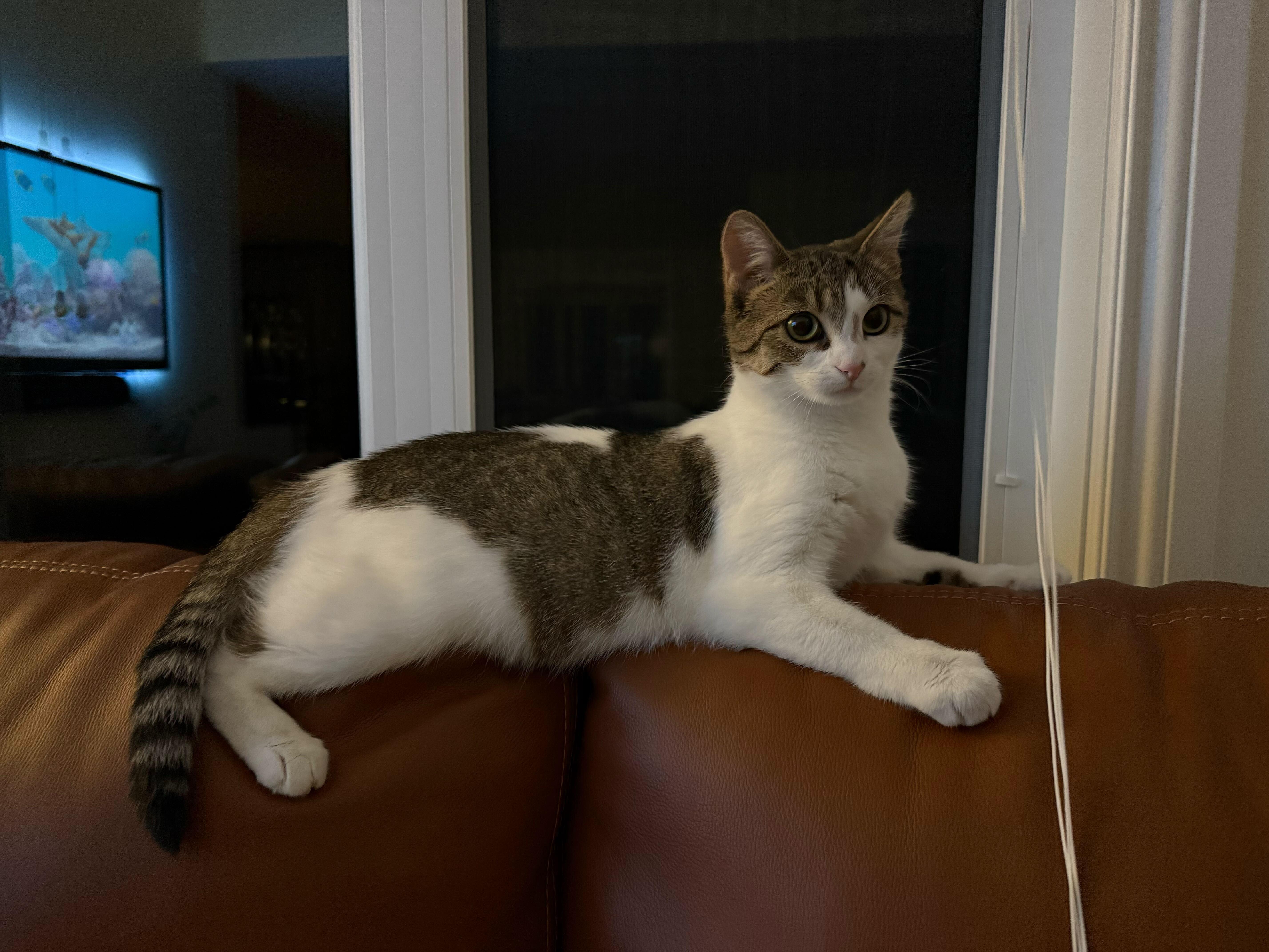 Enlarge Biscotti, a ADOPTABLE Domestic Short Hair in Wakefield, QC image 6/6