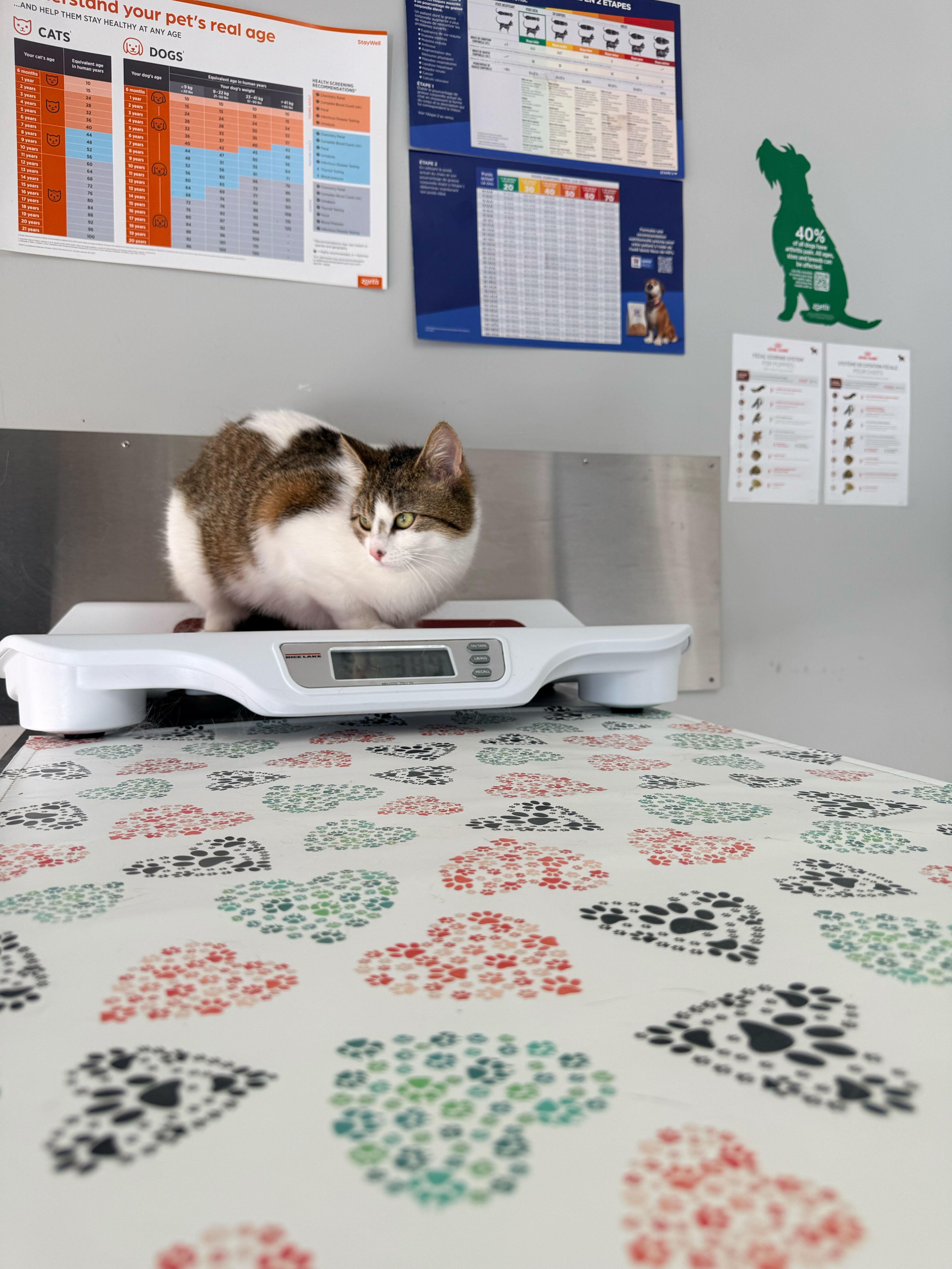 Enlarge Biscotti, a ADOPTABLE Domestic Short Hair in Wakefield, QC image 2/6