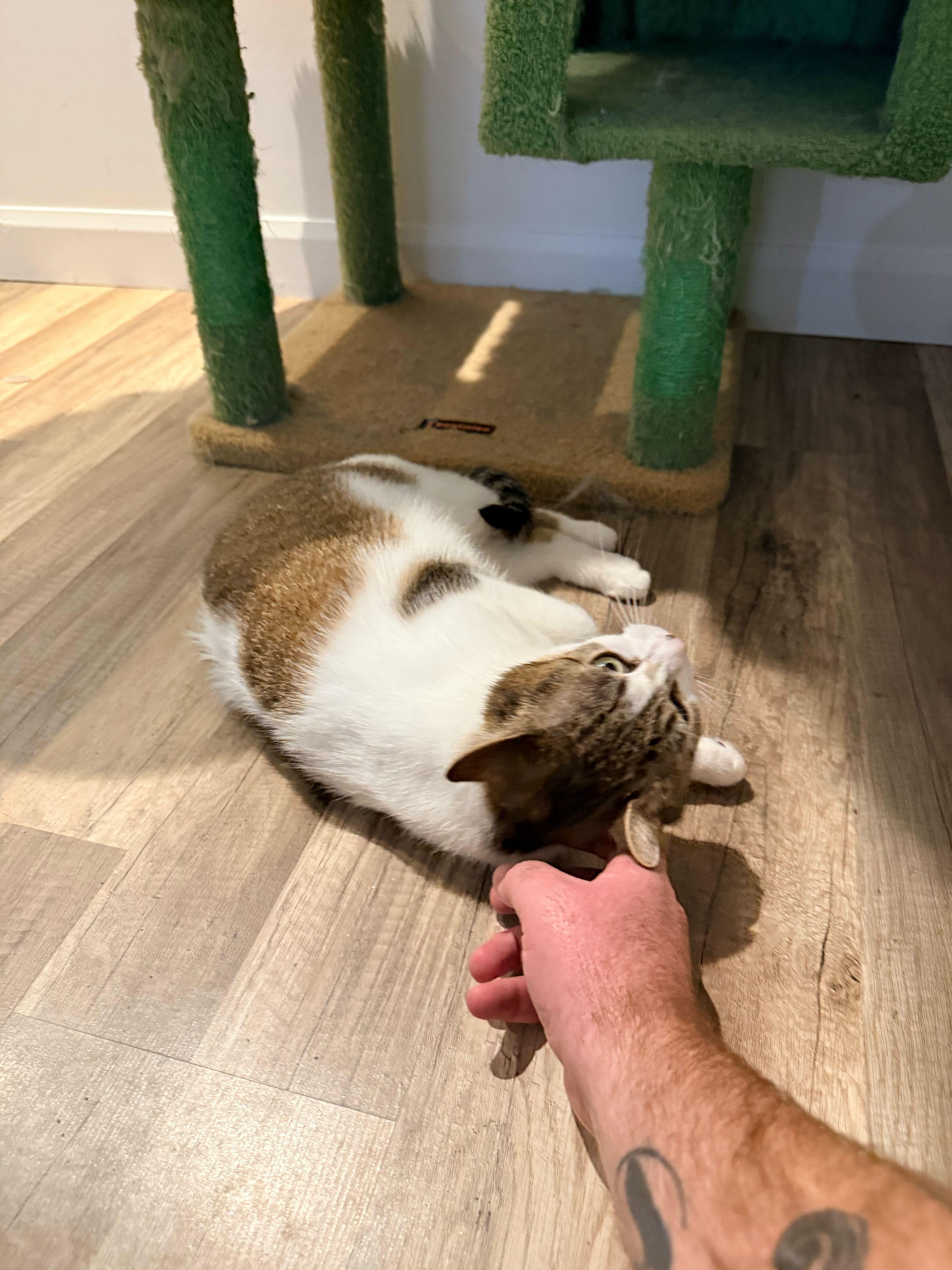 Enlarge Biscotti, a ADOPTABLE Domestic Short Hair in Wakefield, QC image 5/6