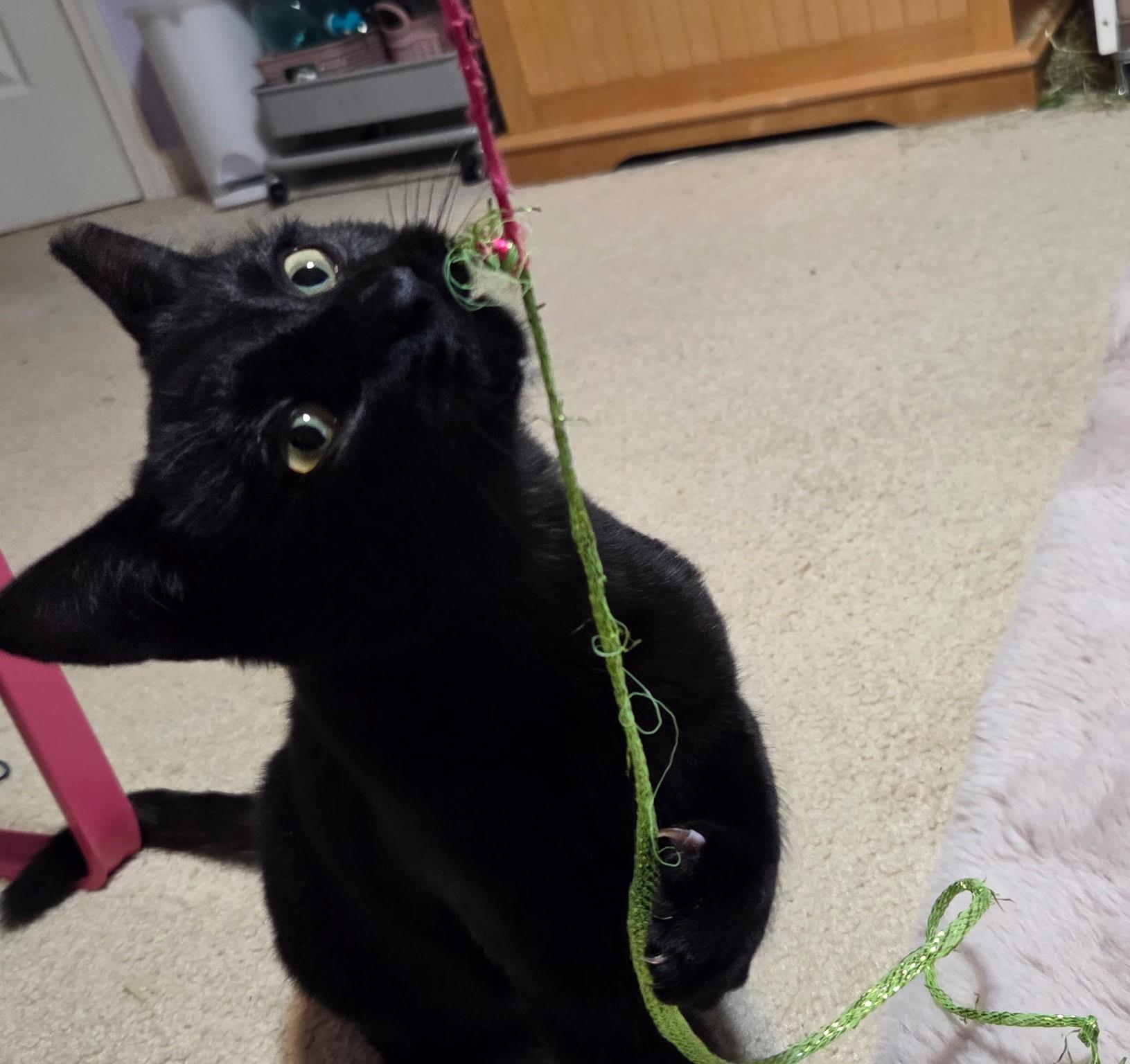 Joyce – A Playful Black Beauty with Golden Eyes, a ADOPTABLE Domestic Short Hair in Prescott, AZ image 1/2