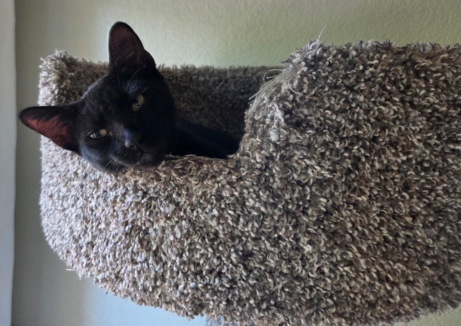 Joyce – A Playful Black Beauty with Golden Eyes, a ADOPTABLE Domestic Short Hair in Prescott, AZ image 2/2