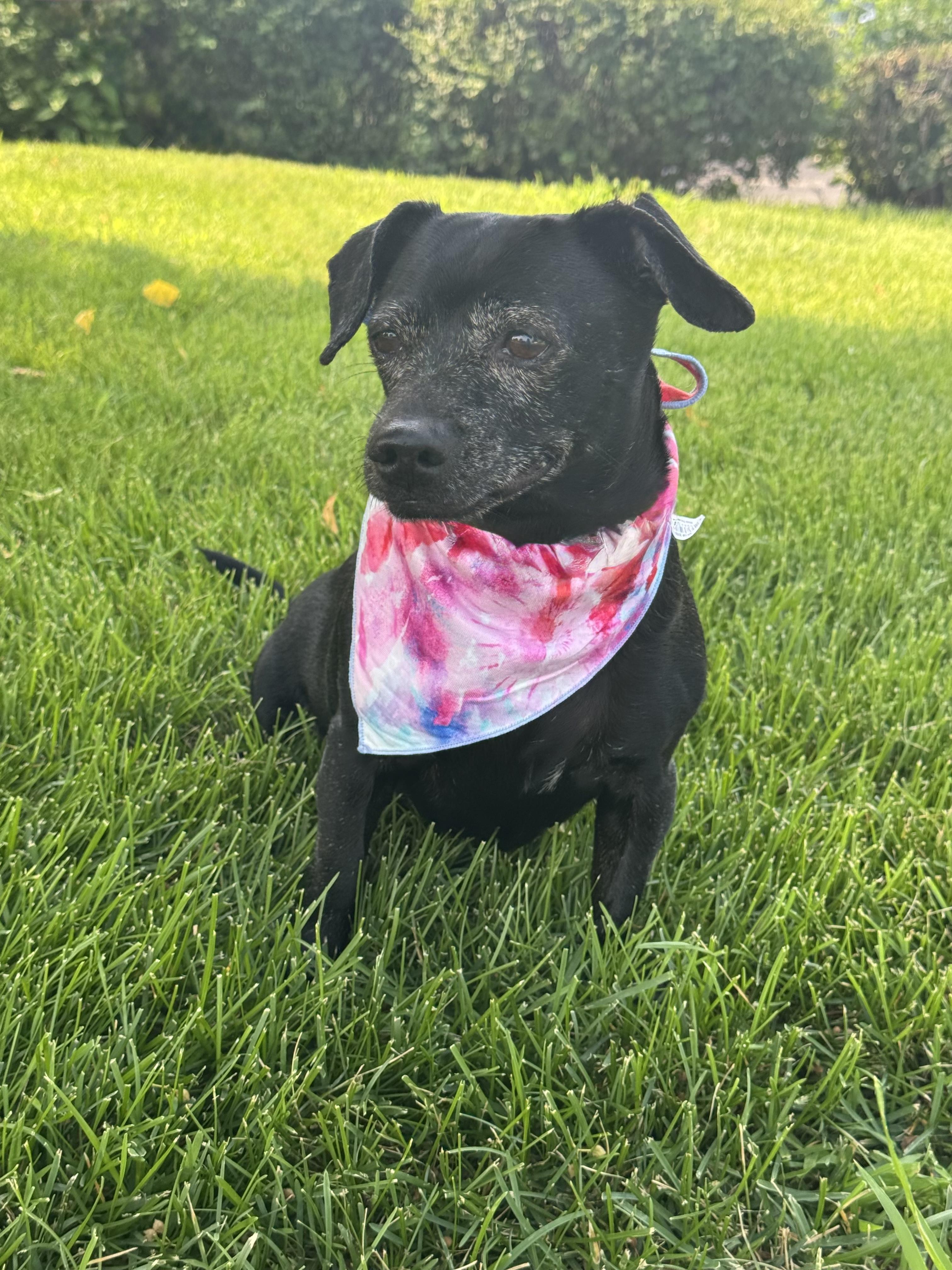 Millie, an adopted mixed breed in Mokena, IL image 3/3