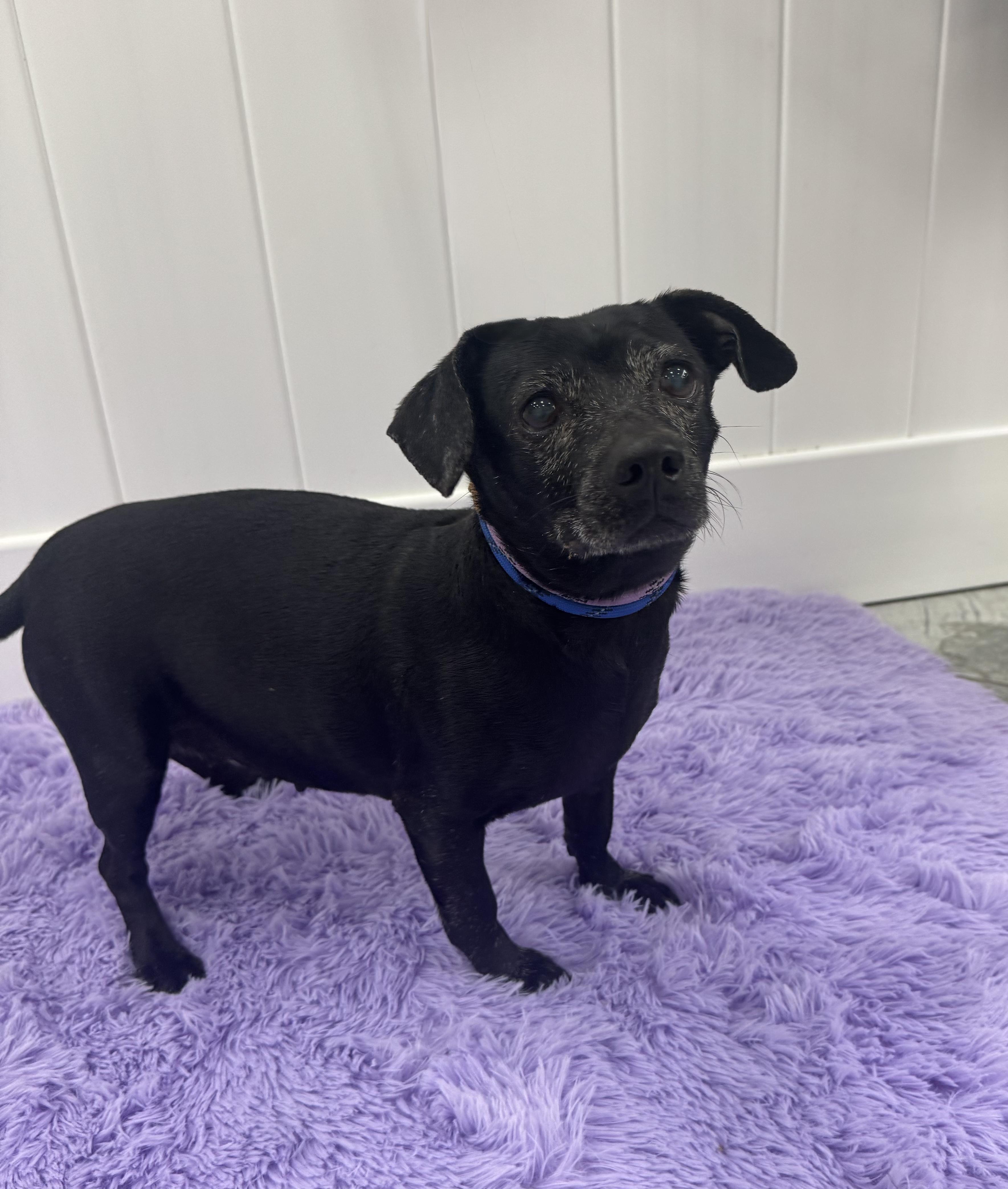 Millie, an adopted mixed breed in Mokena, IL image 2/3