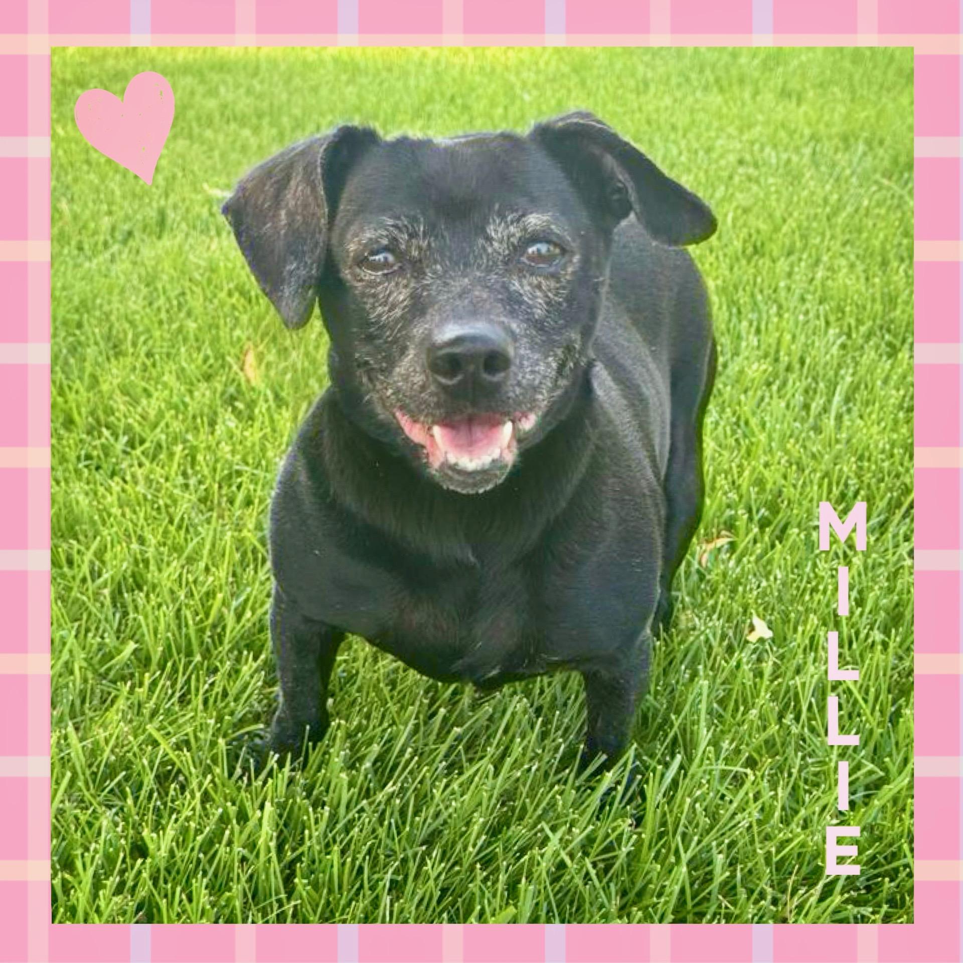 Millie, an adopted mixed breed in Mokena, IL image 1/3