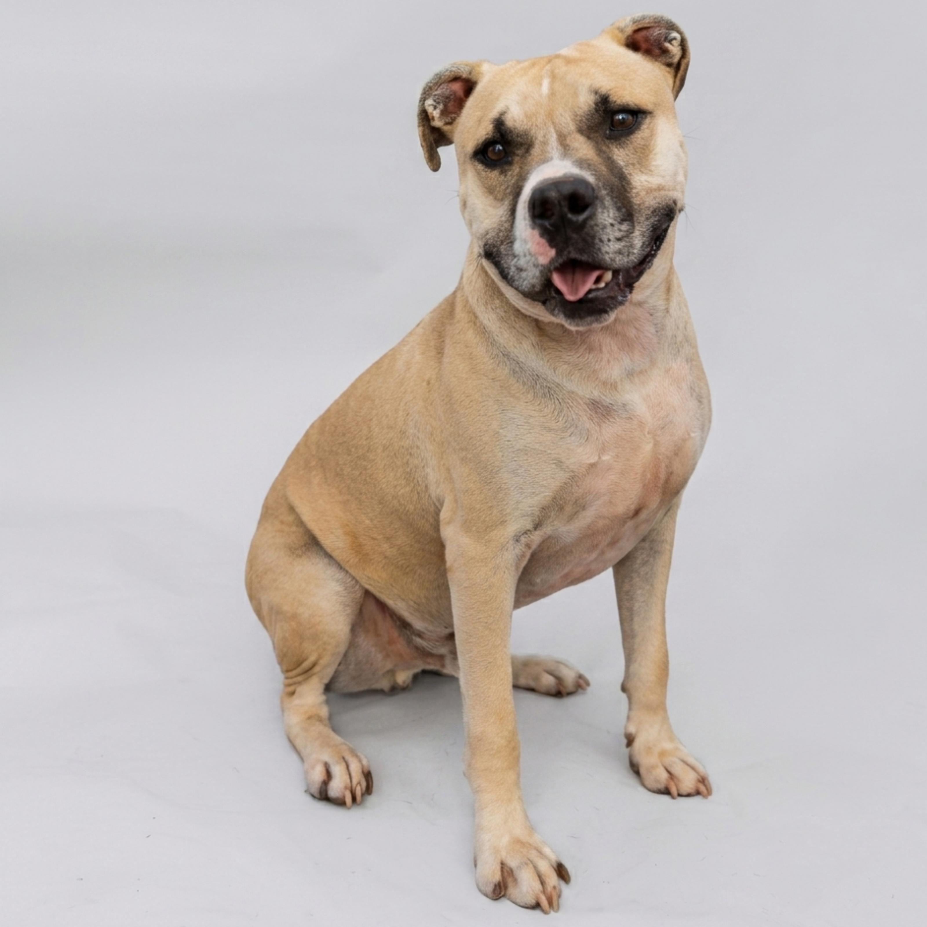 Enlarge Maverick, a Adoptable mixed breed in Denver, NC image 2/6