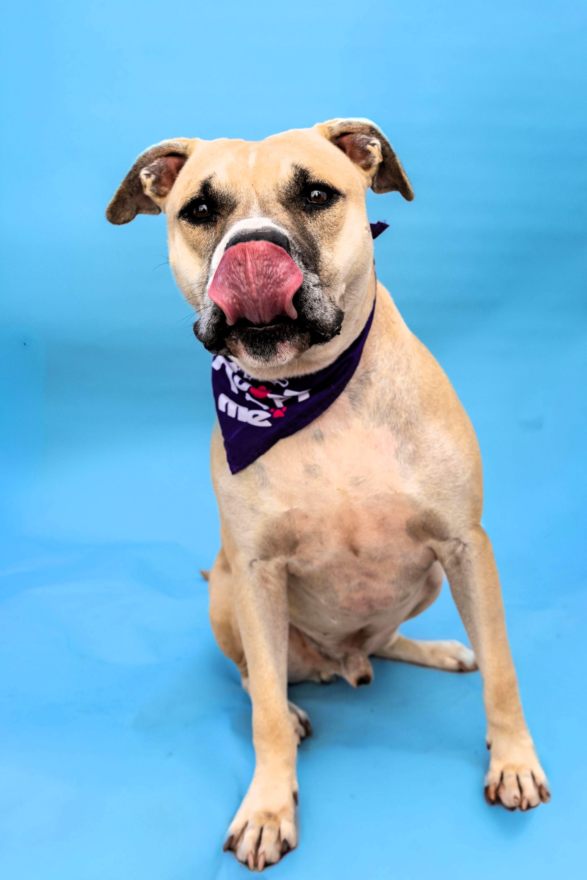 Enlarge Maverick, a Adoptable Staffordshire Bull Terrier in Denver, NC image 2/6